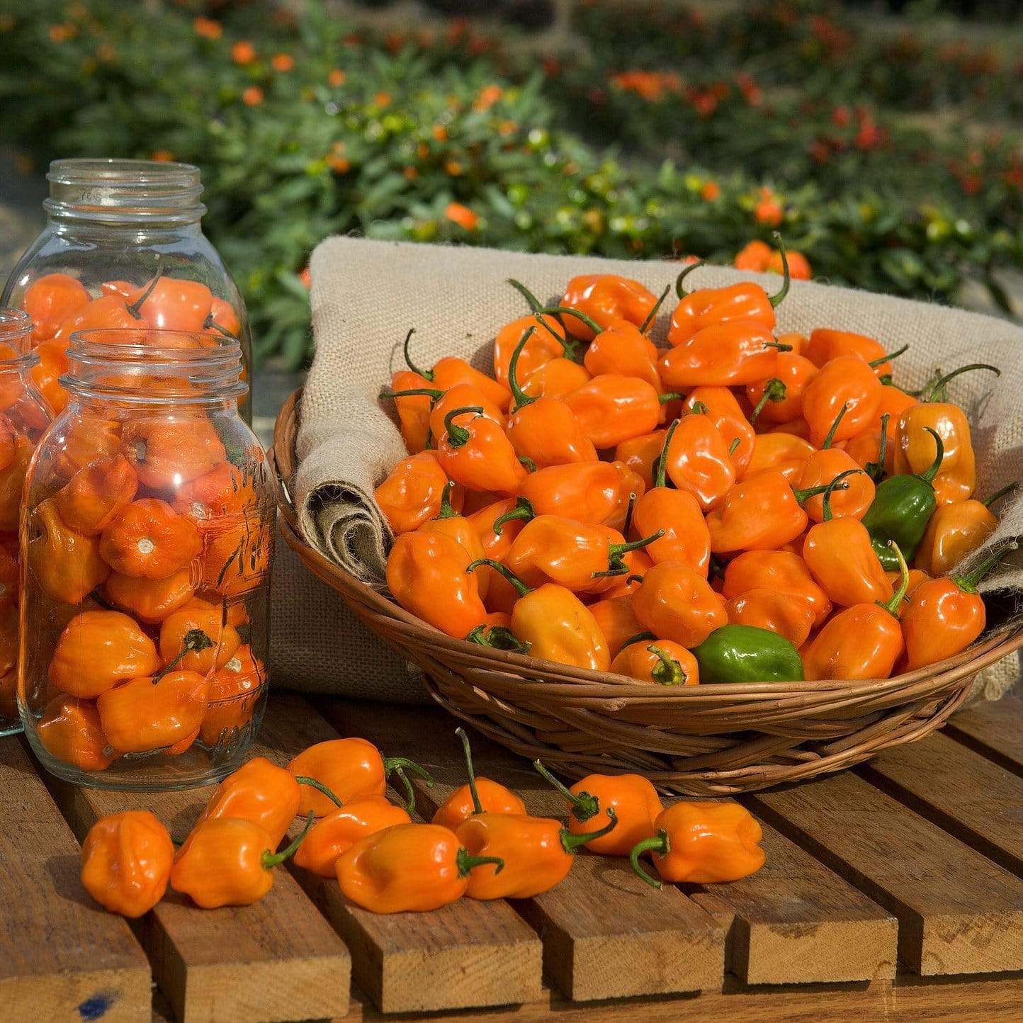 'Habanero Paper Lantern' Chilli Pepper Plants - Image 2