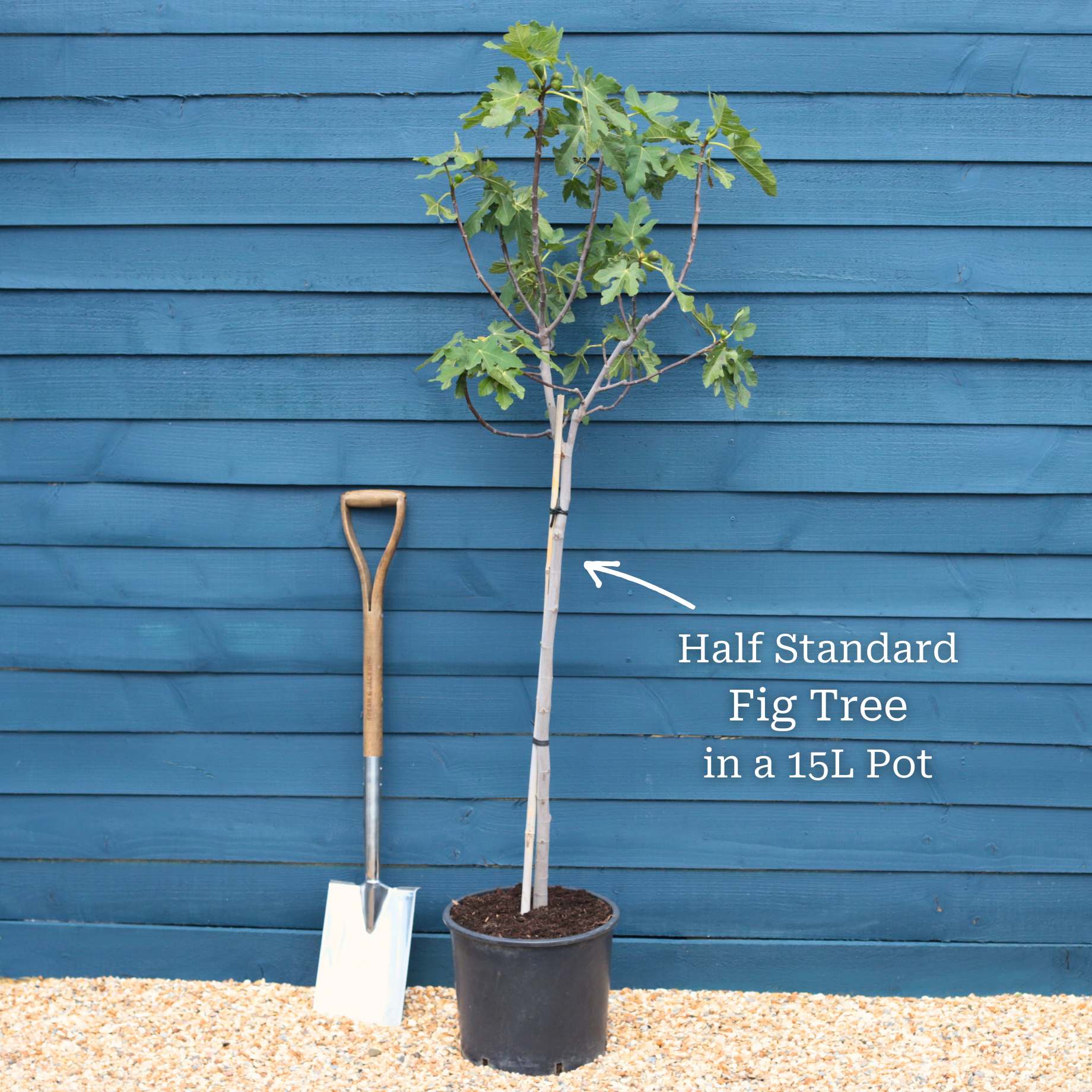 UK Hardy Fig Tree | 'Brown Turkey' - Image 13
