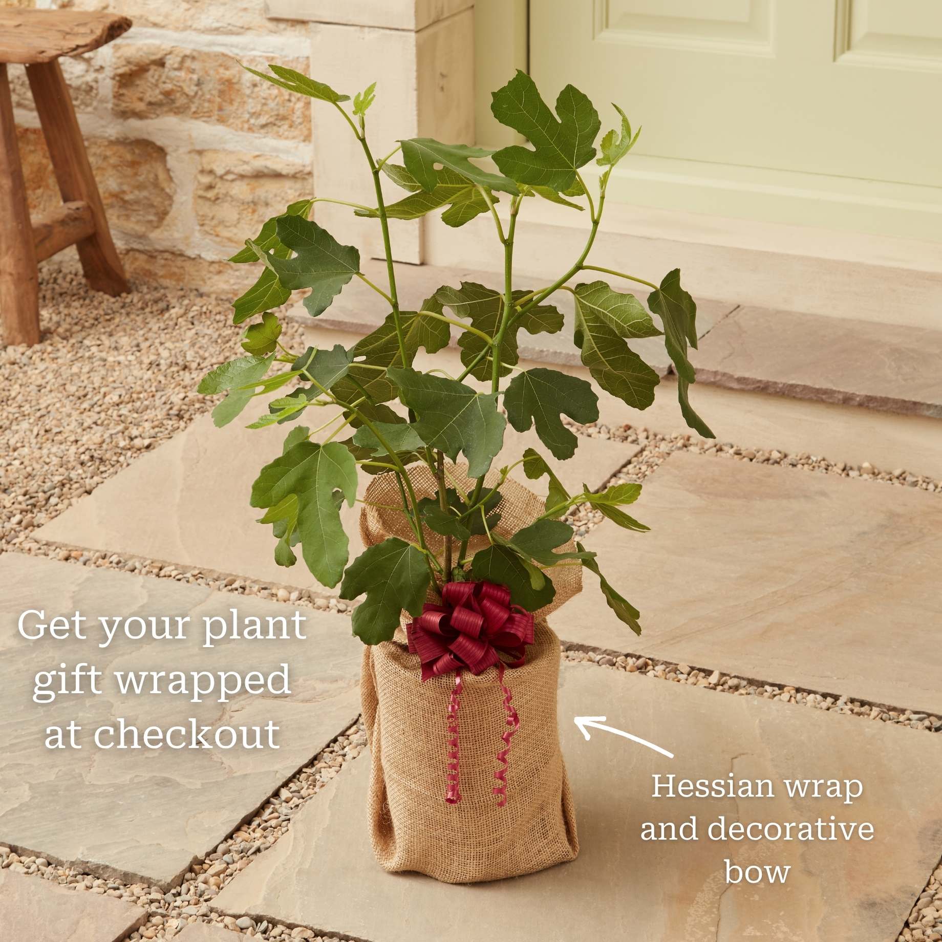 UK Hardy Fig Tree | 'Brown Turkey' - Image 6