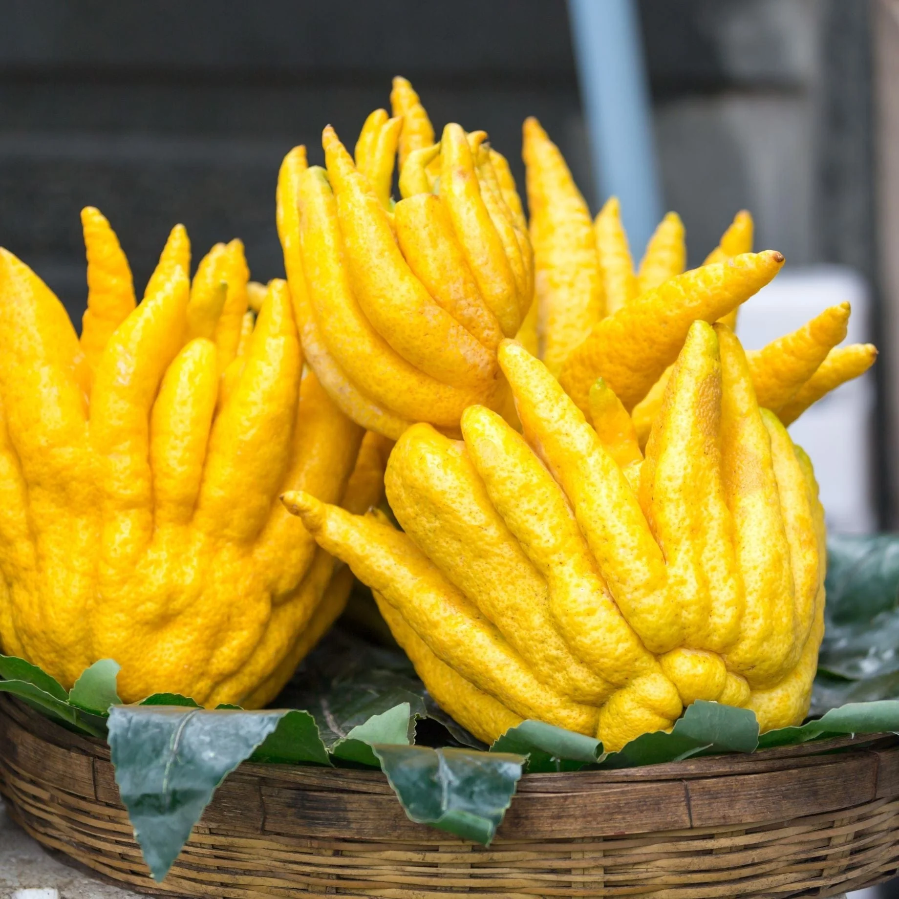 Hand of Buddha Tree Gift - Image 6