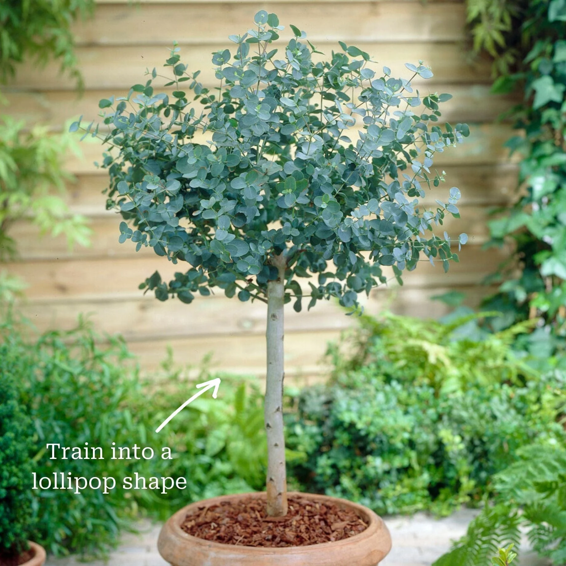 Hardy Eucalyptus Bush | Eucalyptus gunnii - Image 4