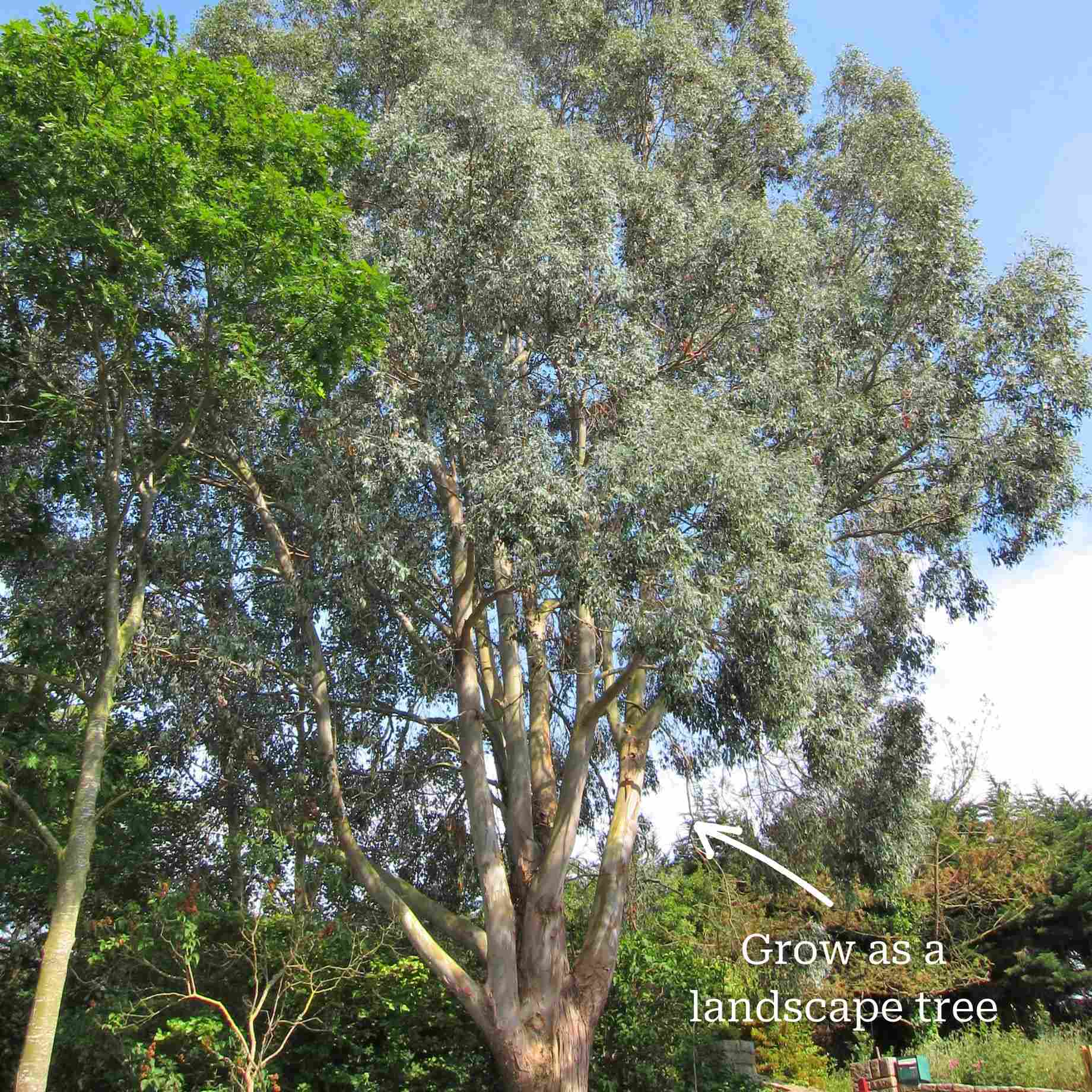 Hardy Eucalyptus Bush | Eucalyptus gunnii - Image 5