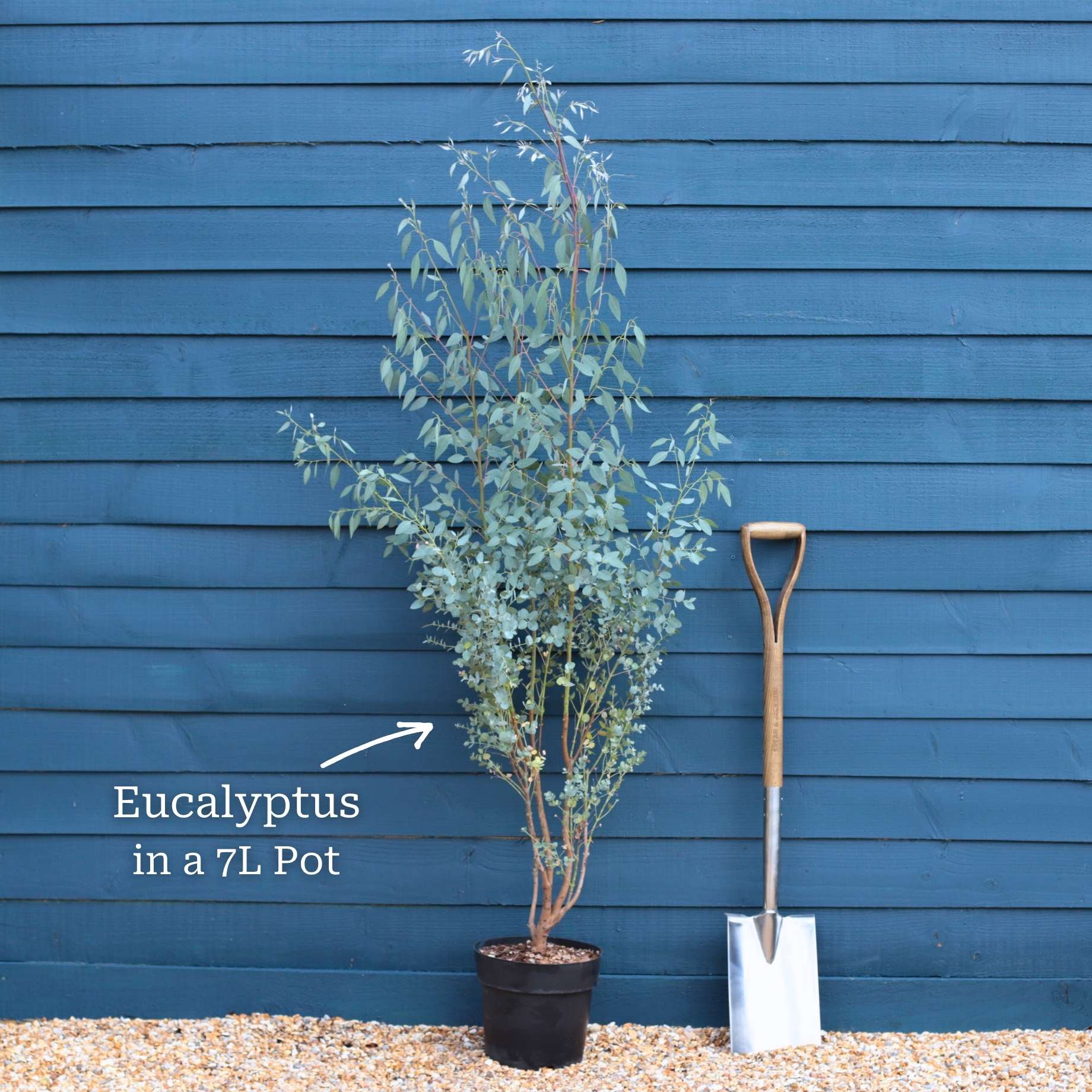 Hardy Eucalyptus Bush | Eucalyptus gunnii - Image 7
