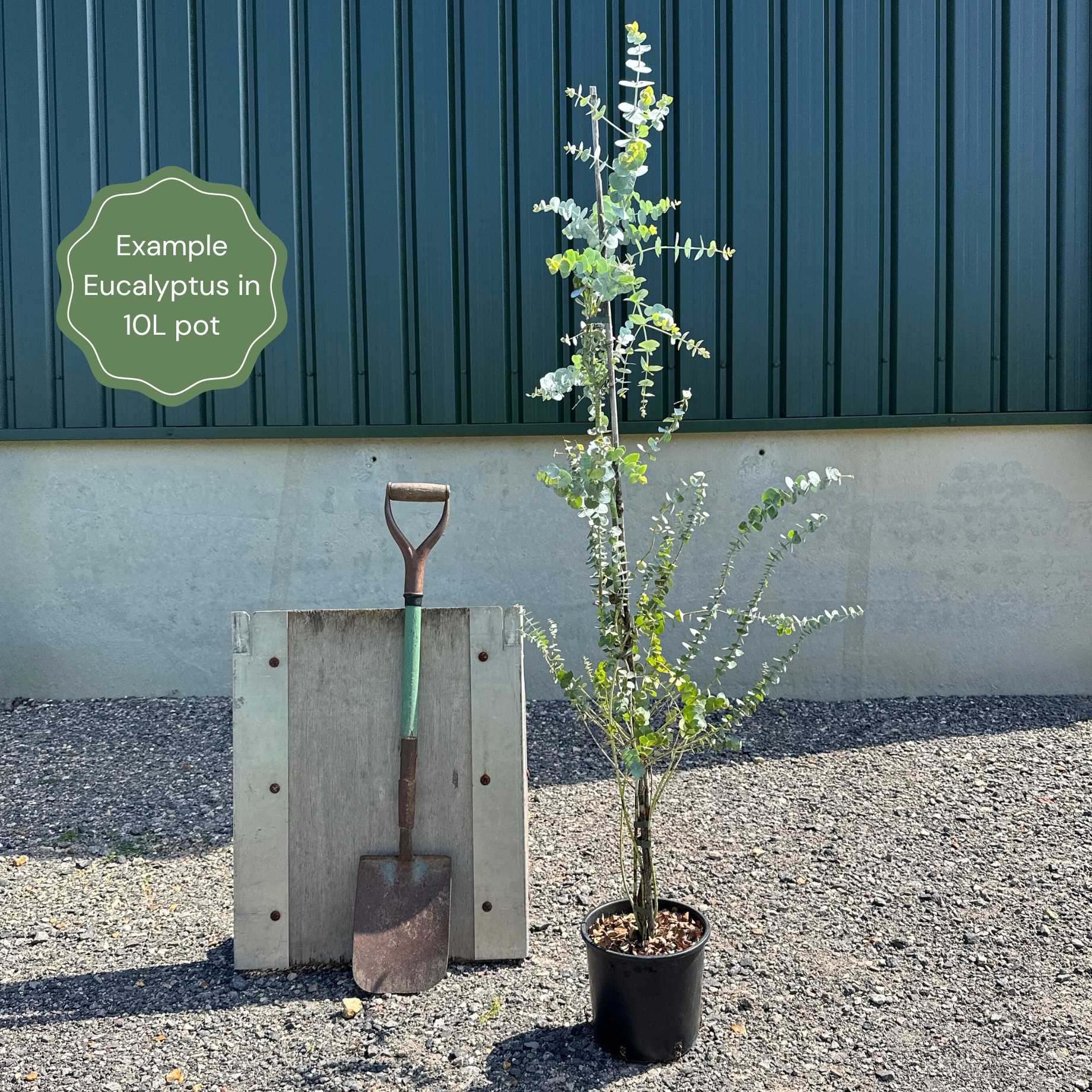 Hardy Eucalyptus Bush | Eucalyptus gunnii - Image 9