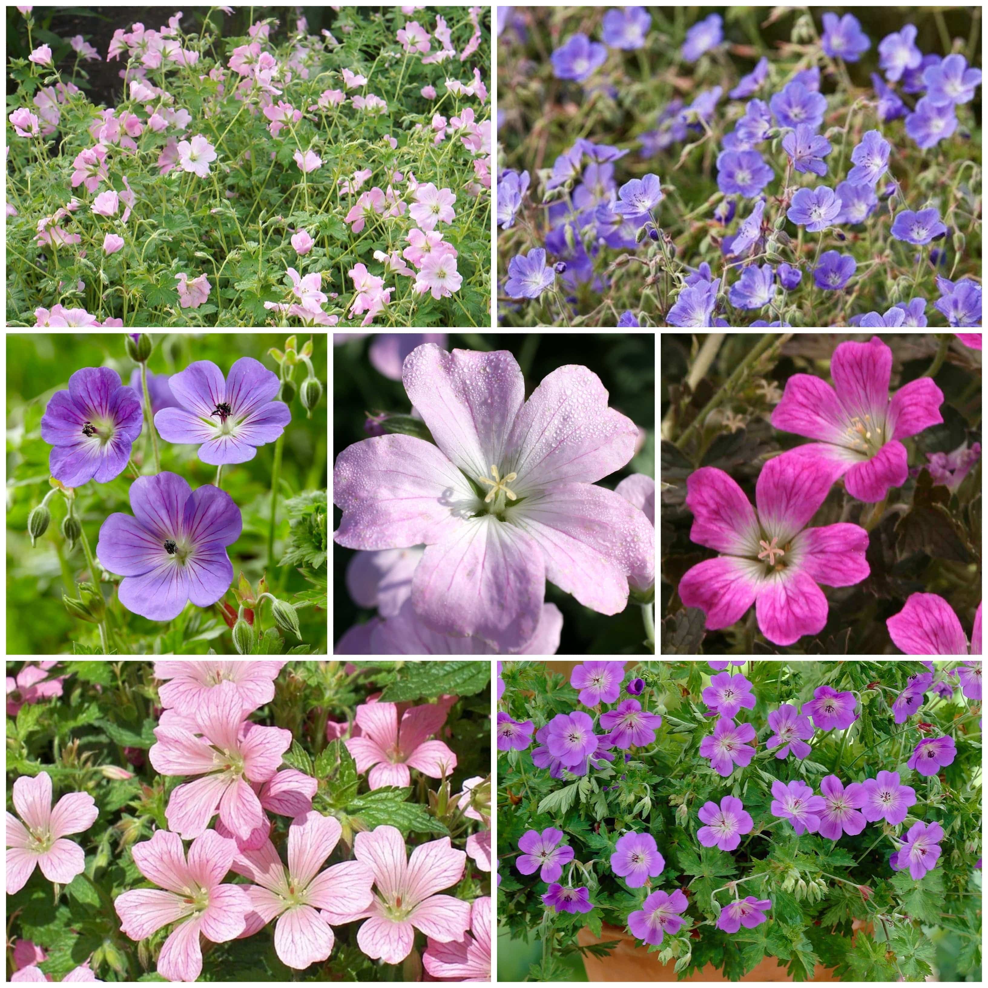 Hardy Ground-Cover Geraniums Collection - Image 8