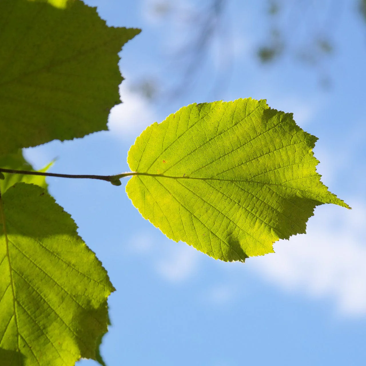 Hazel Tree | Corylus avellana - Image 5