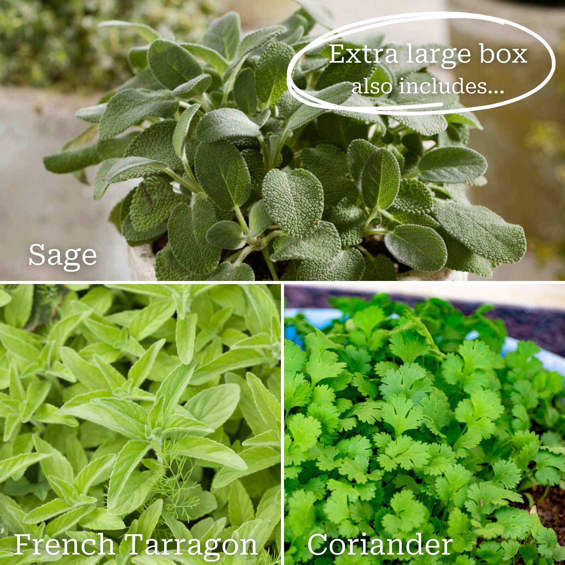 Herb Garden in a Box - Image 4
