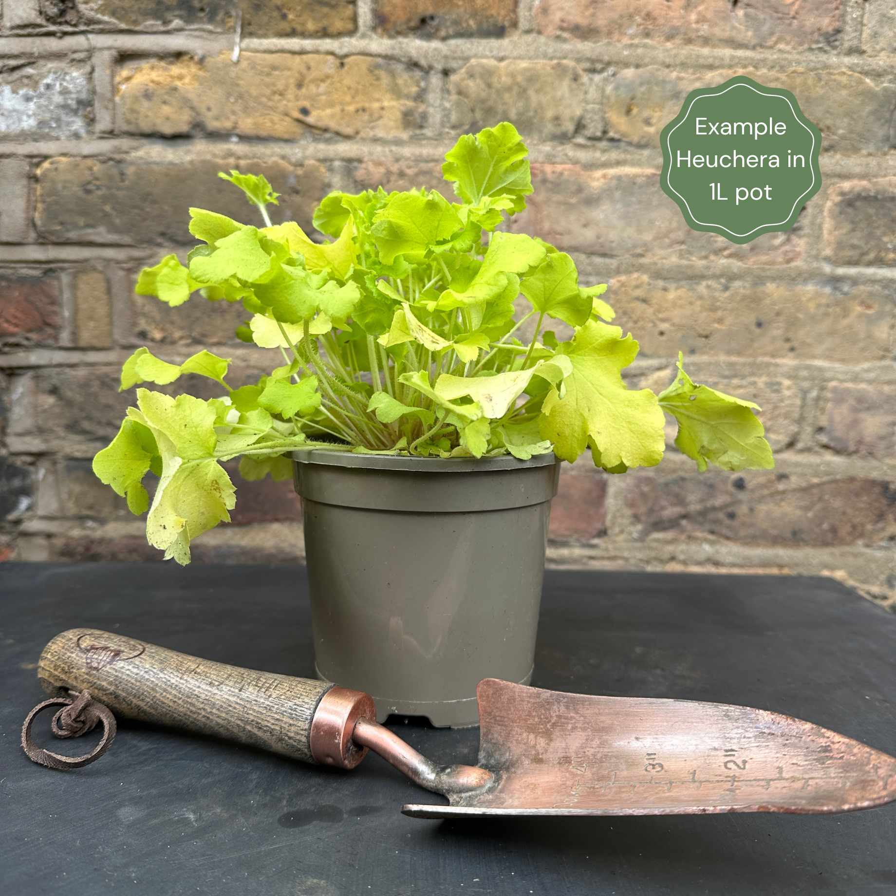 Heuchera 'Marmalade' - Image 6