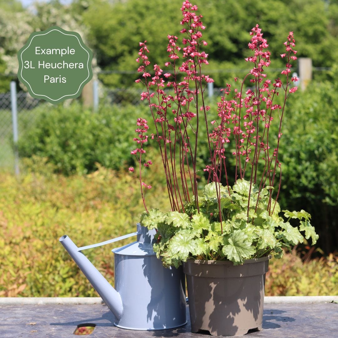 Heuchera 'Paris' - Image 3
