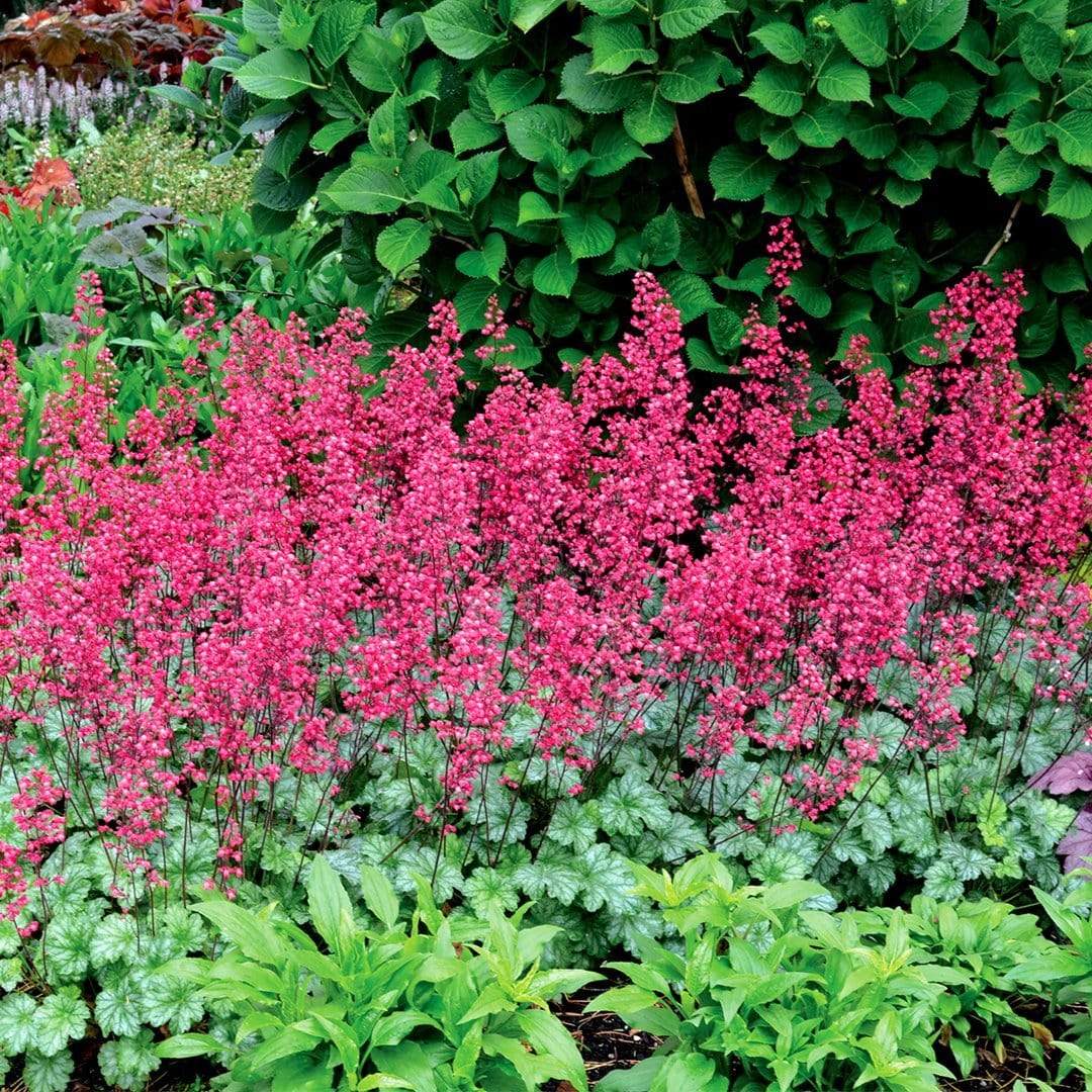 Heuchera 'Paris' - Image 4