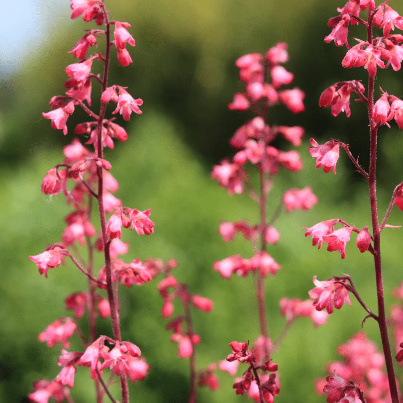 Heuchera 'Paris' - Image 6