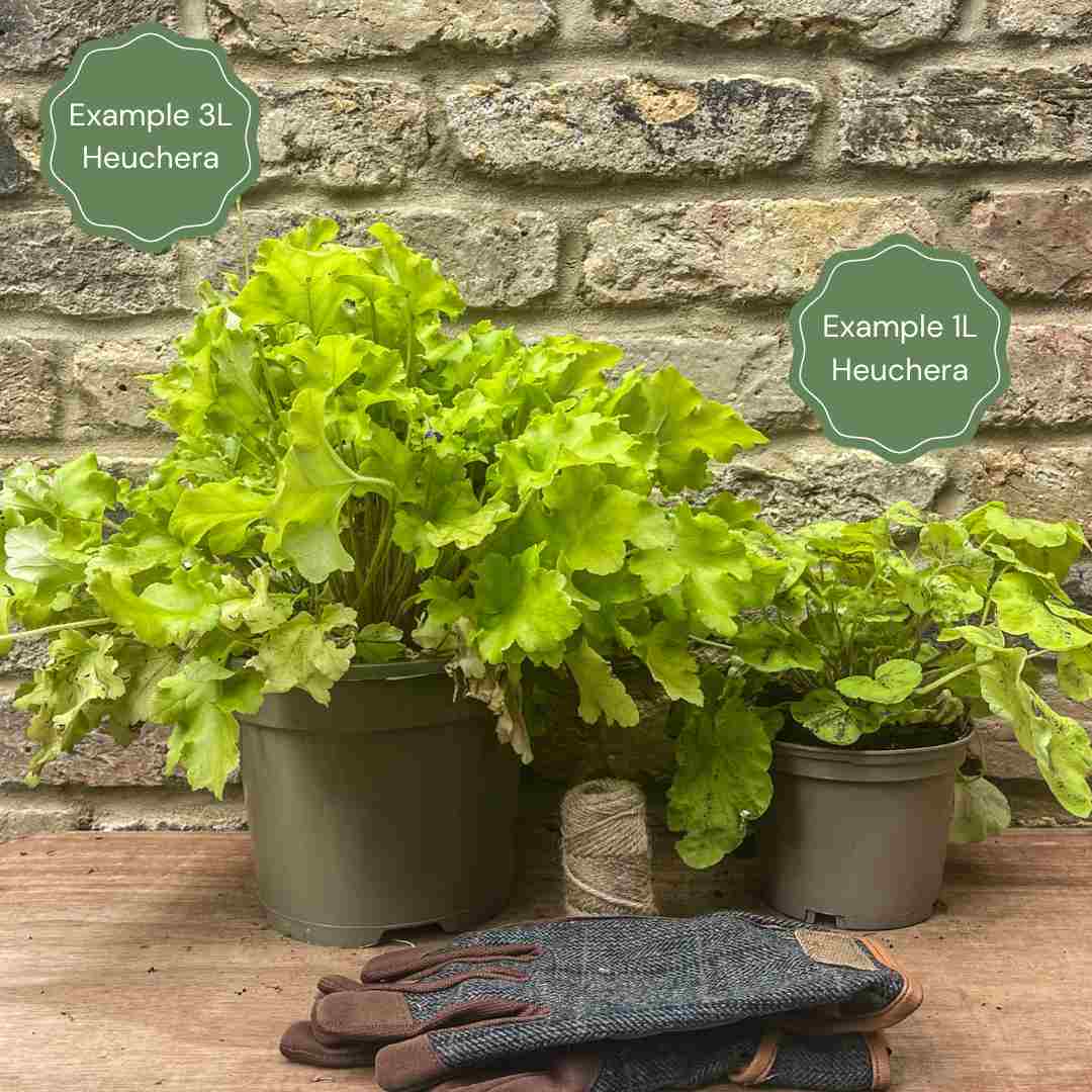 Heucherella 'Pink Fizz' - Image 4