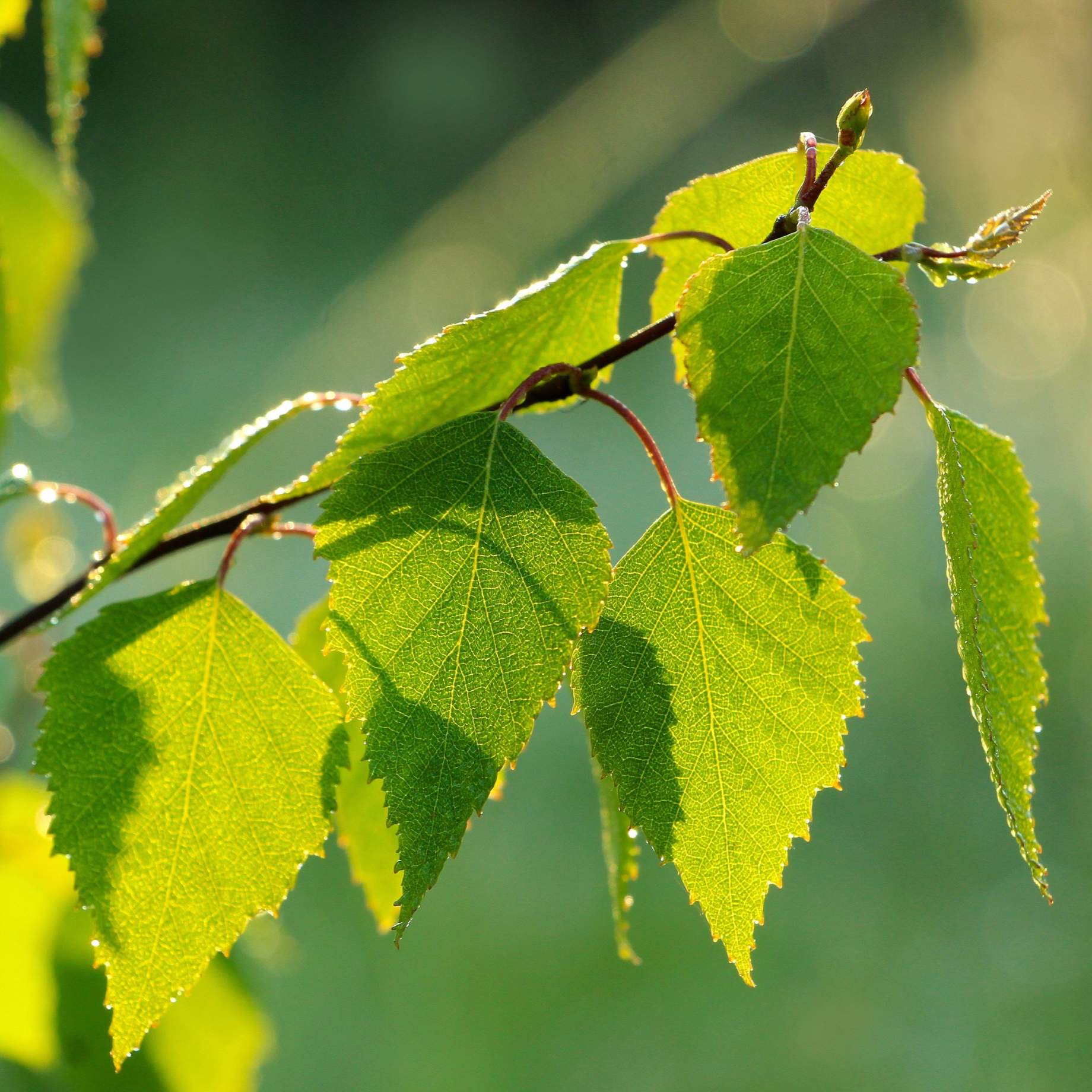 Himalayan Birch Tree | Betula utilis jacquemontii - Image 3