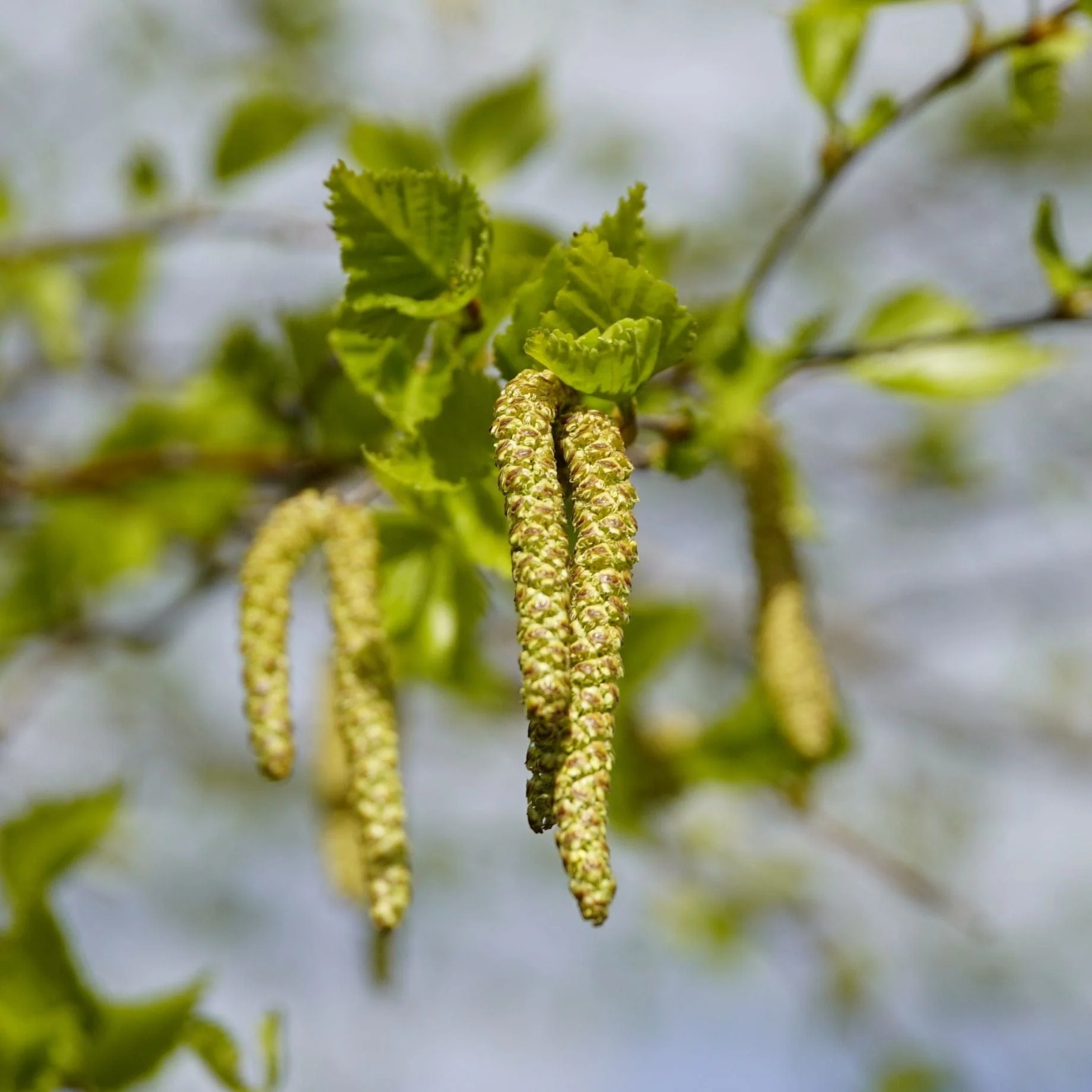 Himalayan Birch Tree | Betula utilis jacquemontii - Image 4