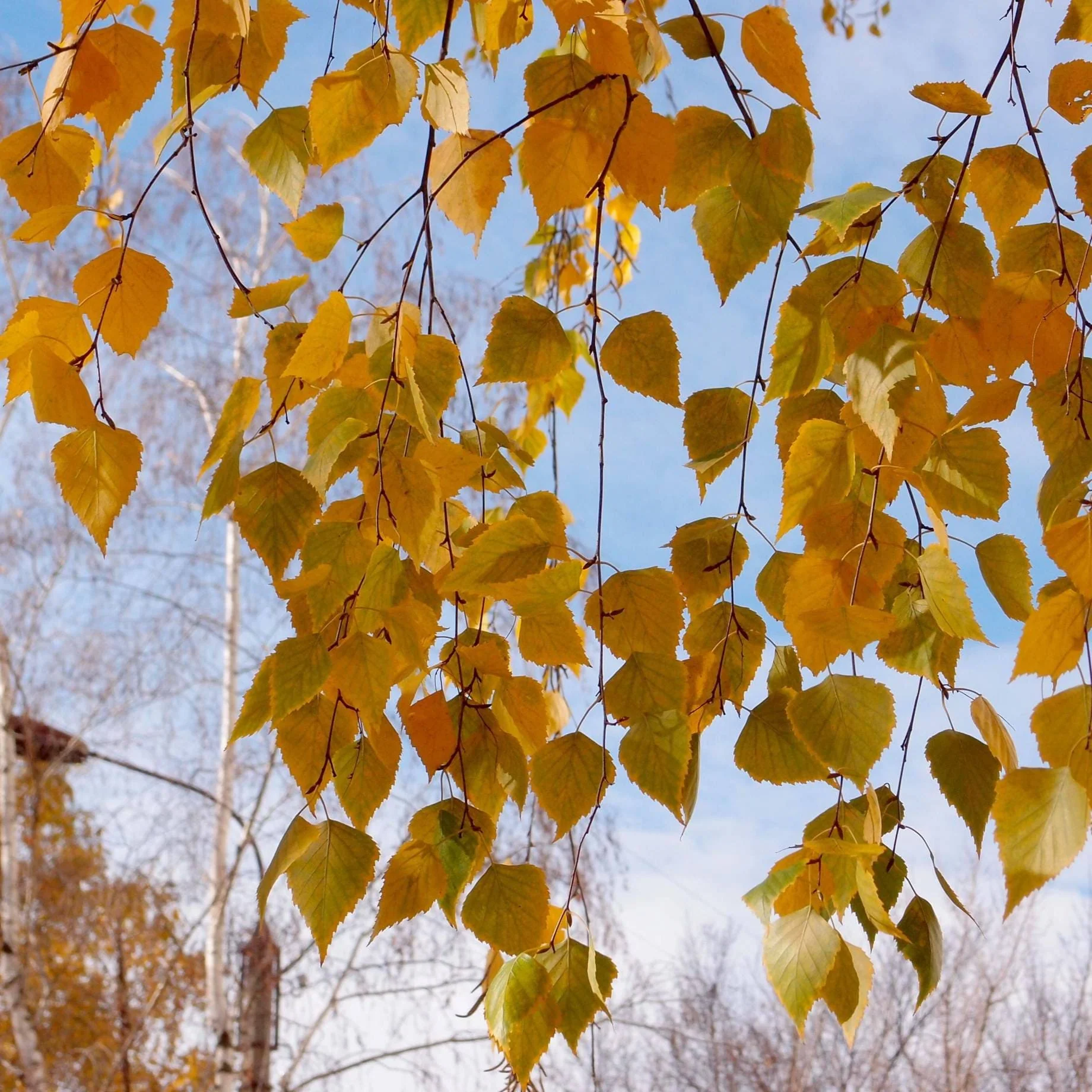 Himalayan Birch Tree | Betula utilis jacquemontii - Image 5