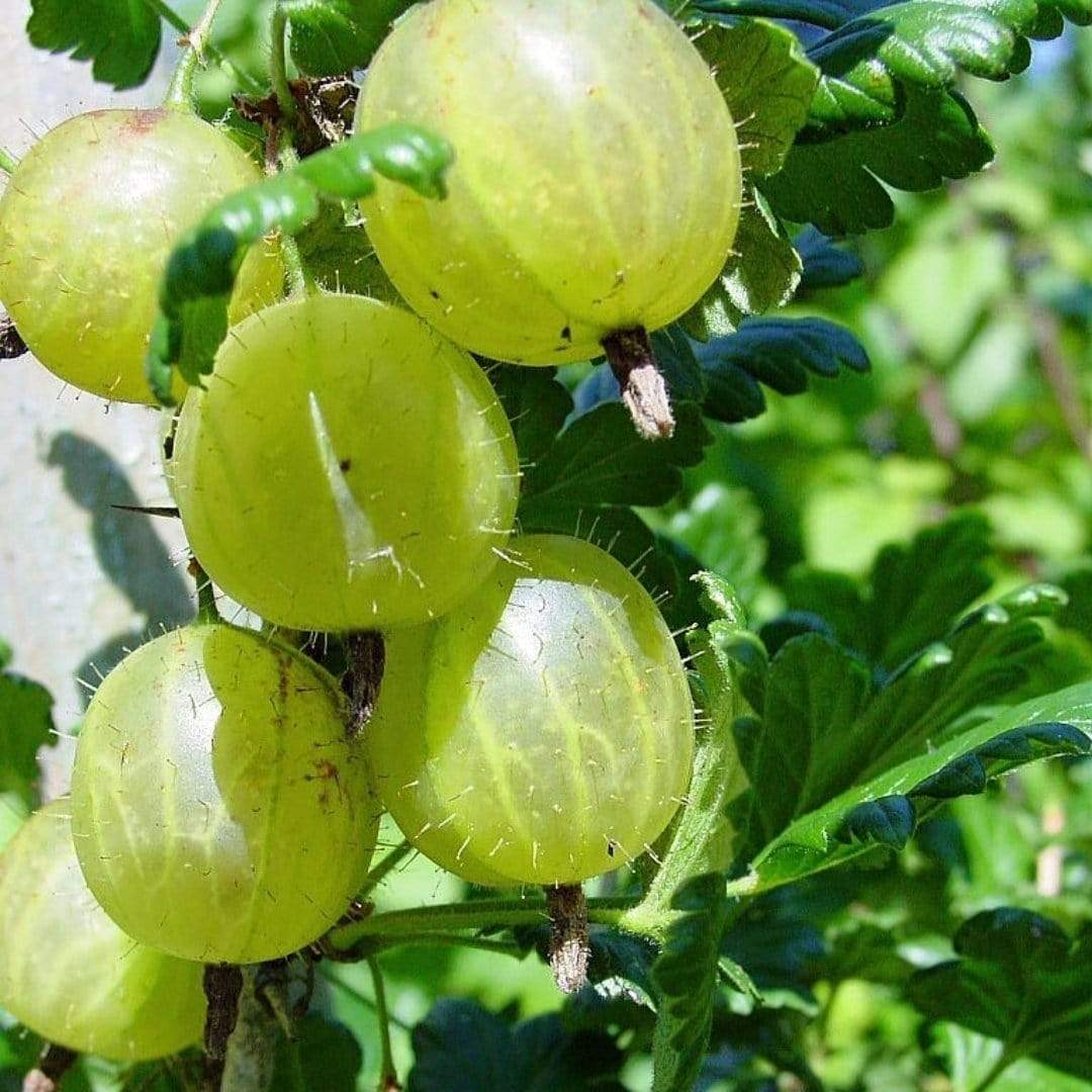 'Hinnonmaki Green' Gooseberry Bush - Image 4