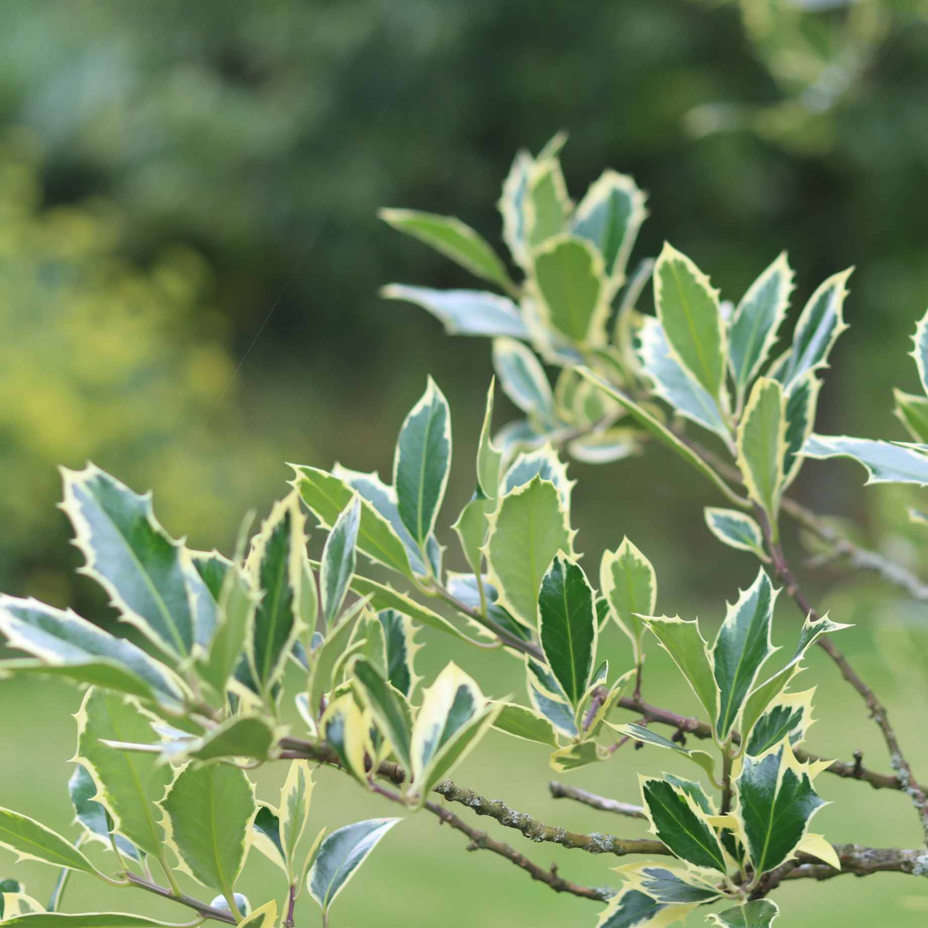 Silver Variegated Holly | Ilex 'Argenteo Marginata' - Image 3