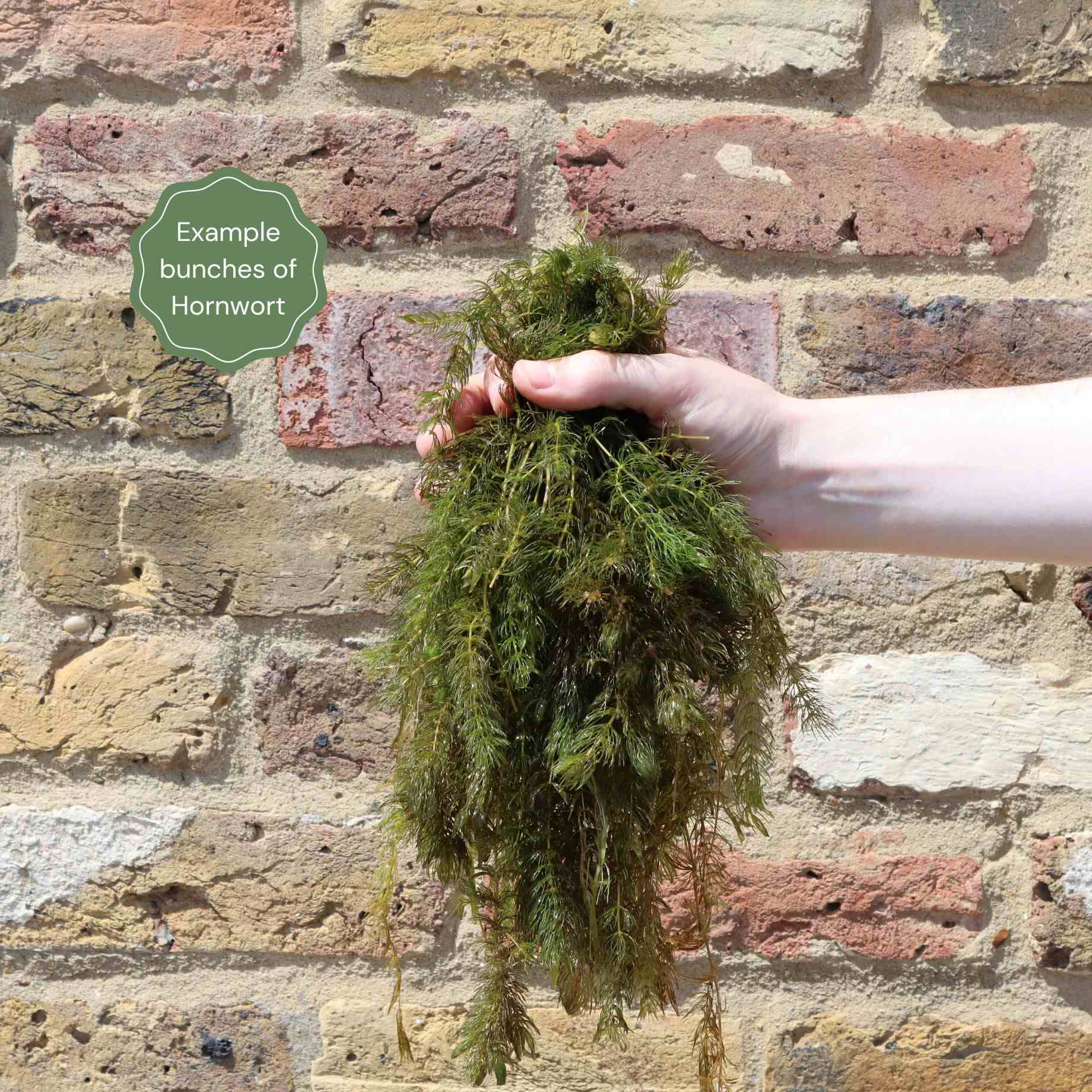 Oxygenating Hornwort Plant | Ceratophyllum demersum - Image 3