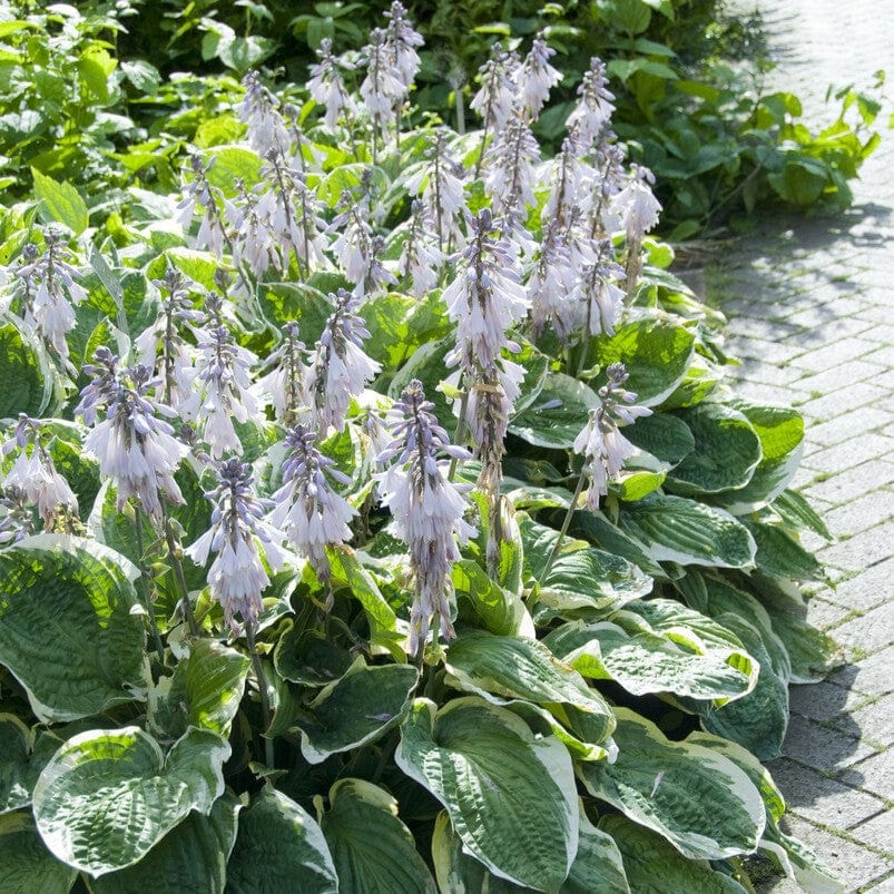 Hosta 'Minuteman' - Image 2