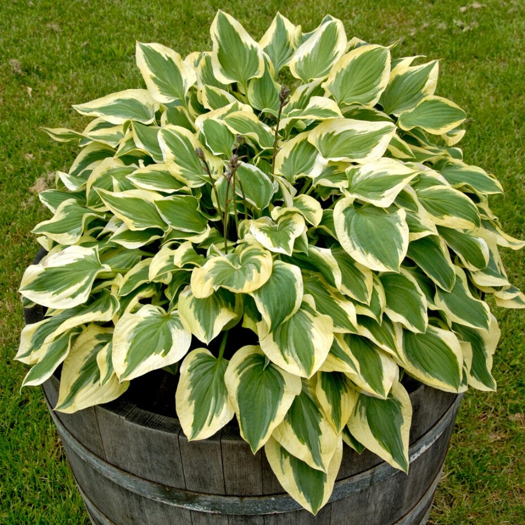 Hosta 'Pilgrim'
