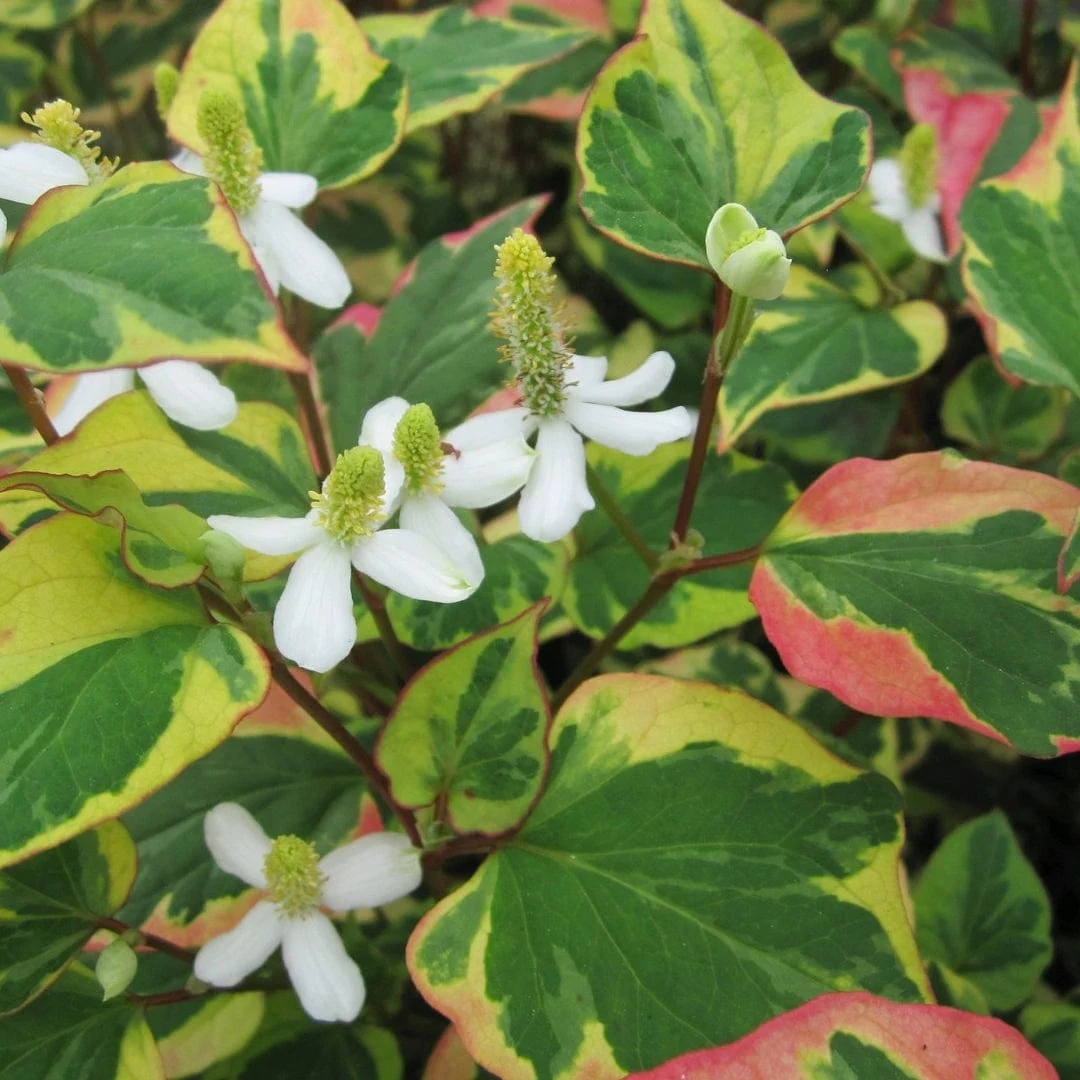 Houttuynia cordata 'Chameleon' - Image 6