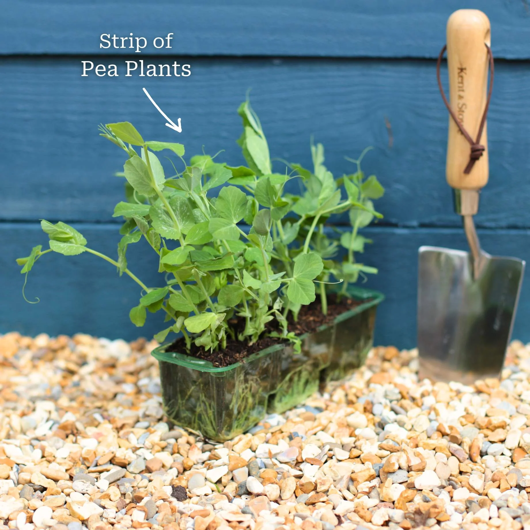 'Hurst Greenshaft' Pea Plants - Image 3