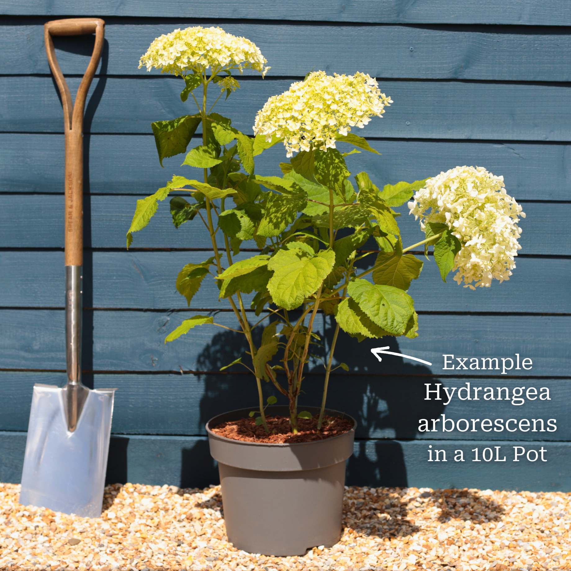 Hydrangea arborescens 'Annabelle' - Image 2