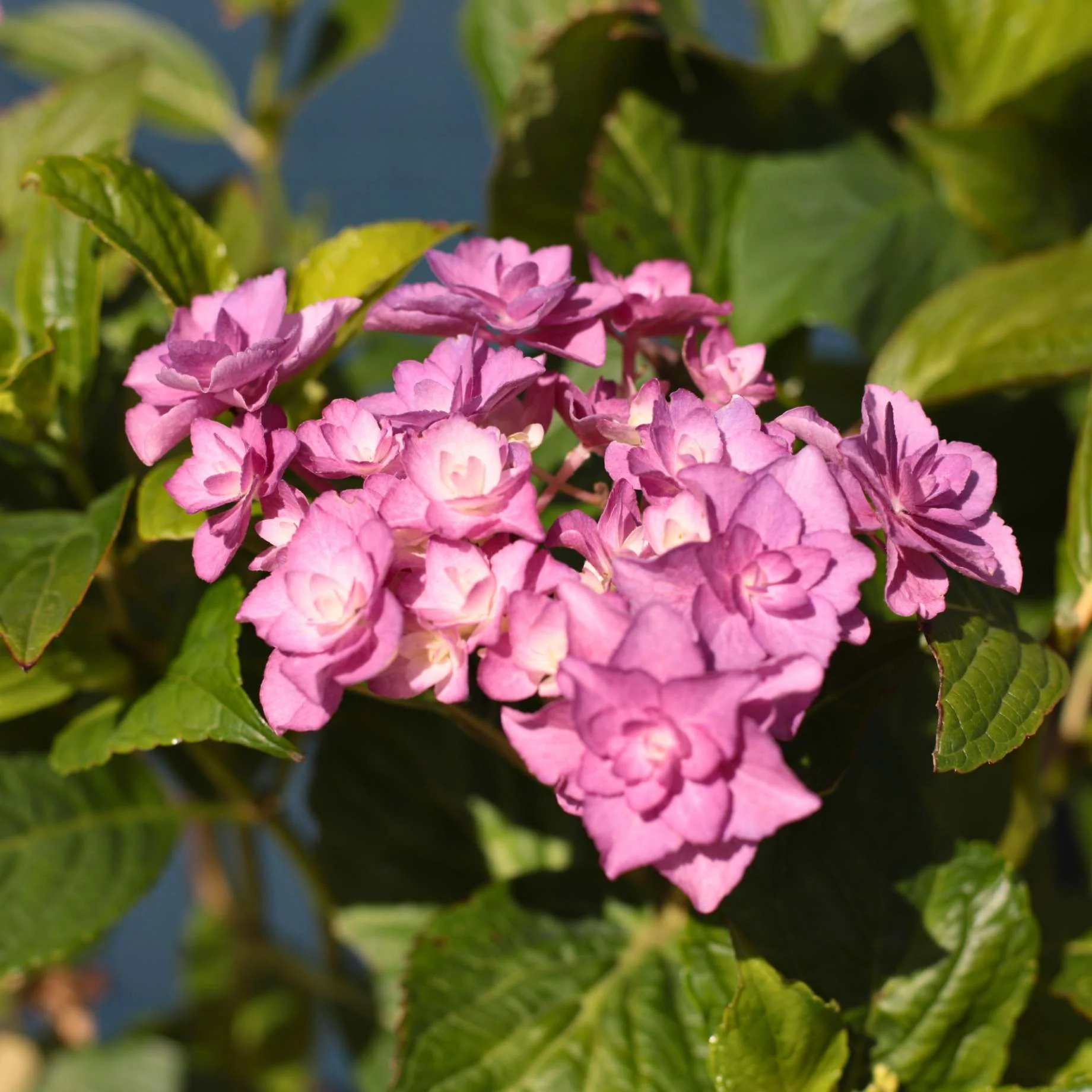 Hydrangea macrophylla 'Expression' - Image 3