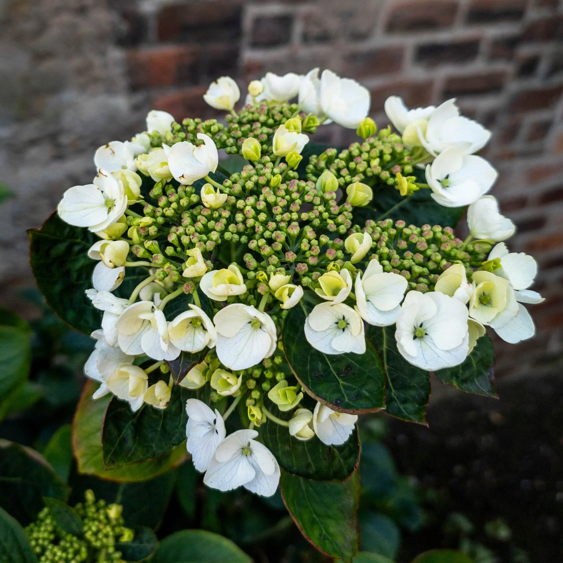 Hydrangea macrophylla 'Libelle'