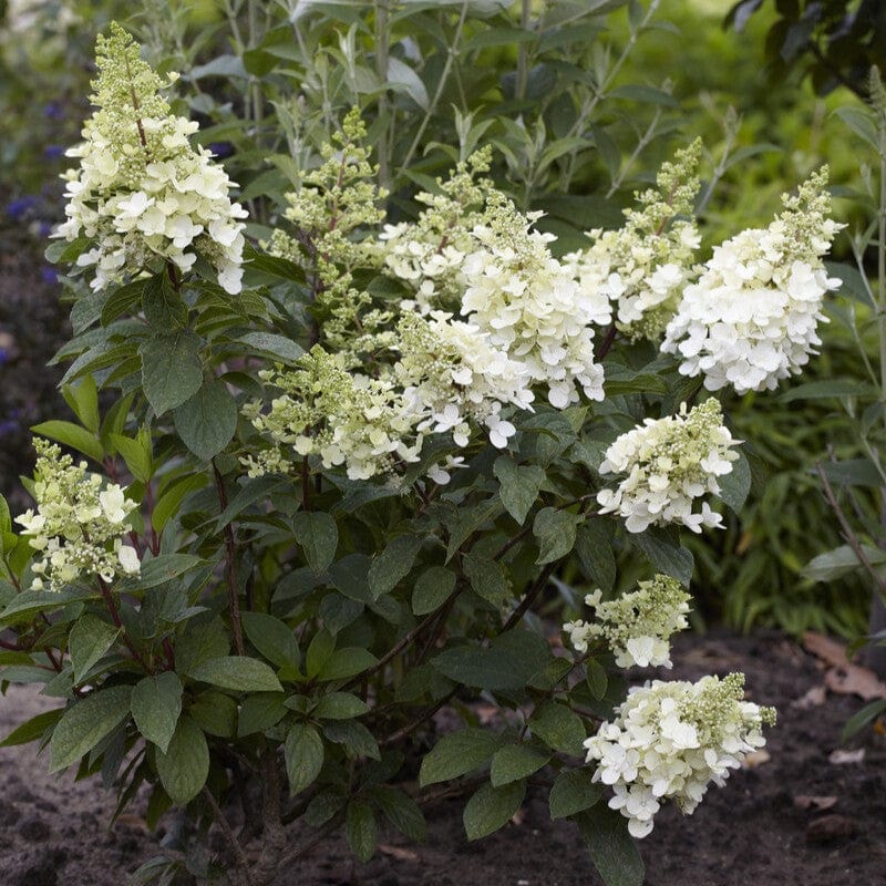 Hydrangea paniculata 'Candlelight' - Image 2