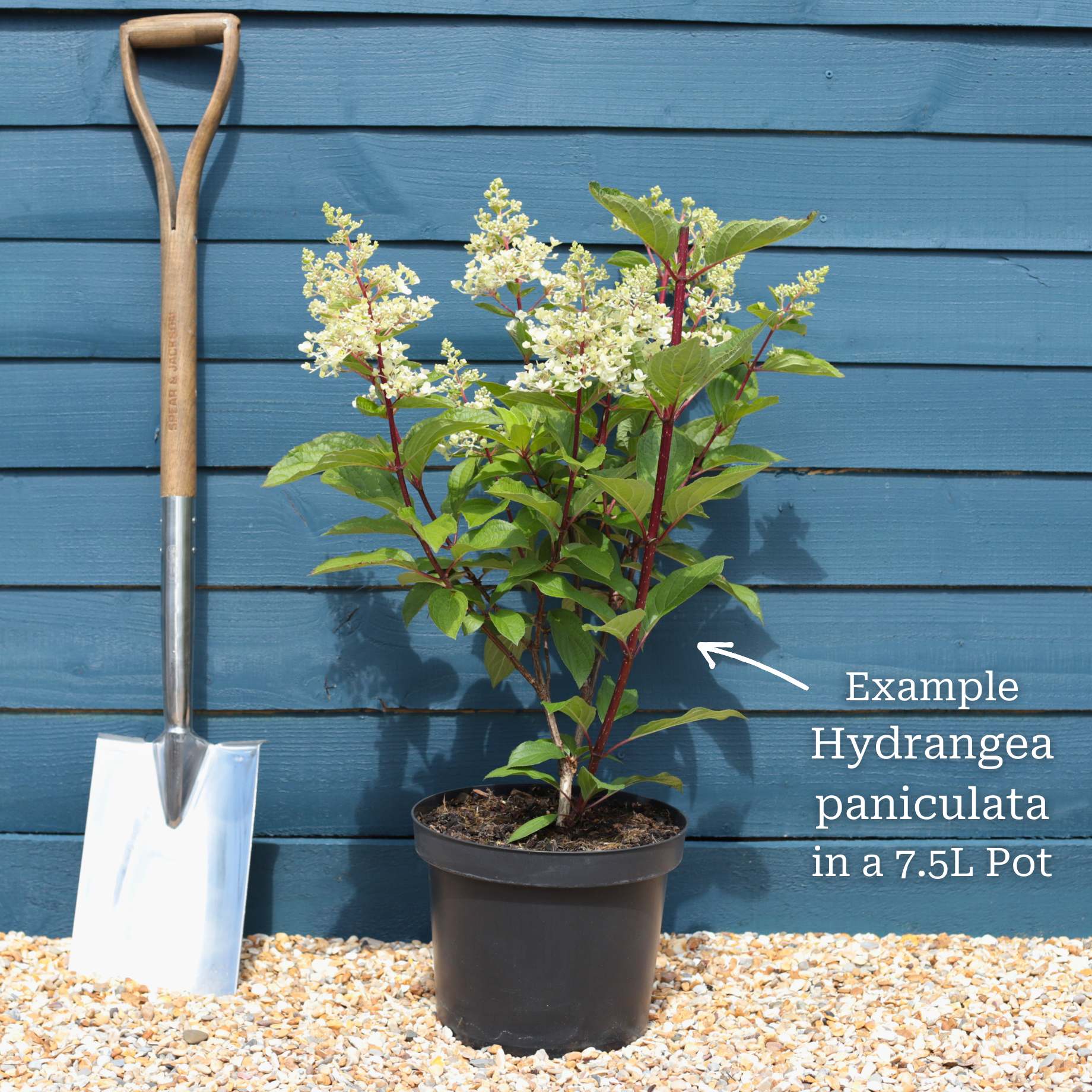 Hydrangea paniculata 'Candlelight' - Image 4