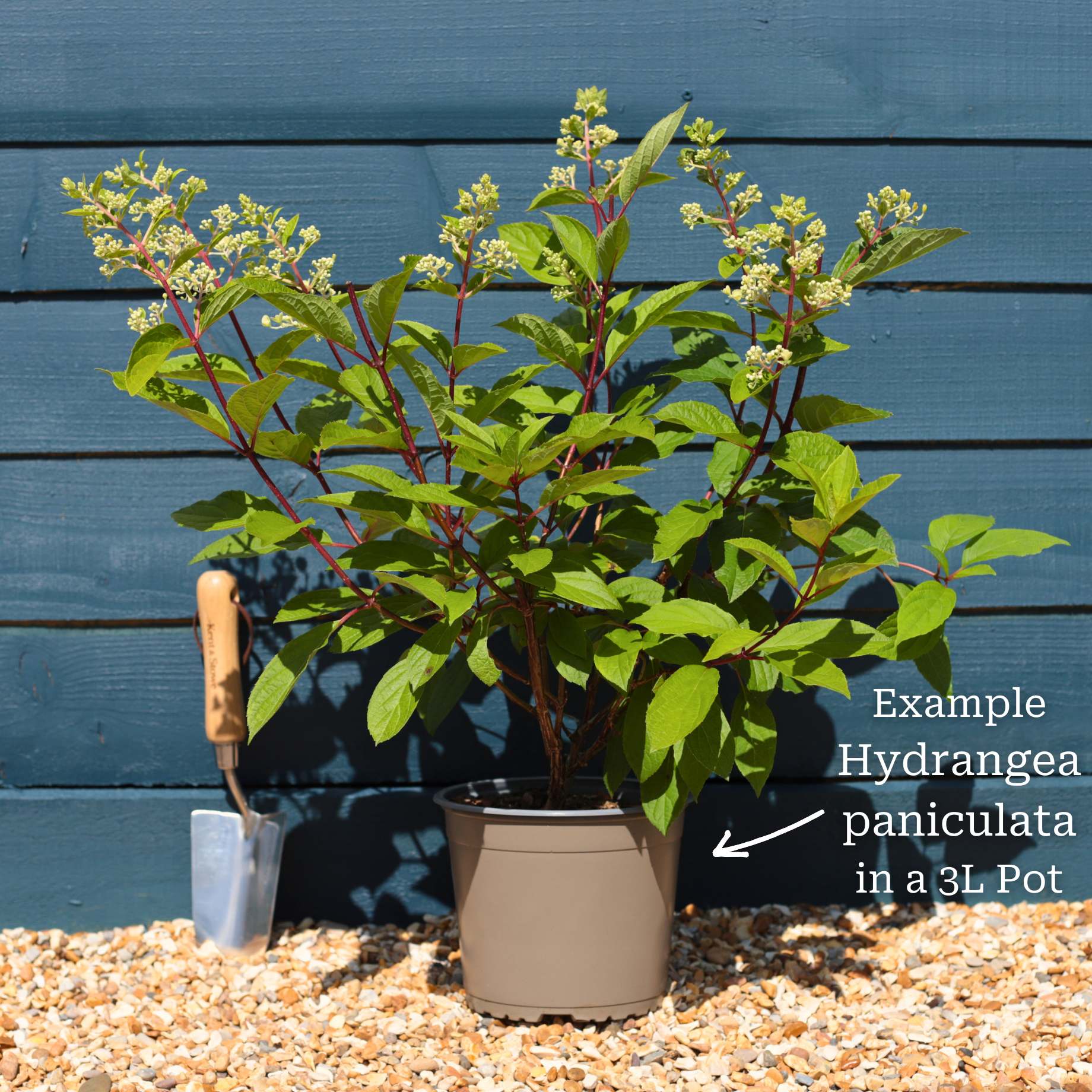 Hydrangea paniculata 'Candlelight' - Image 5