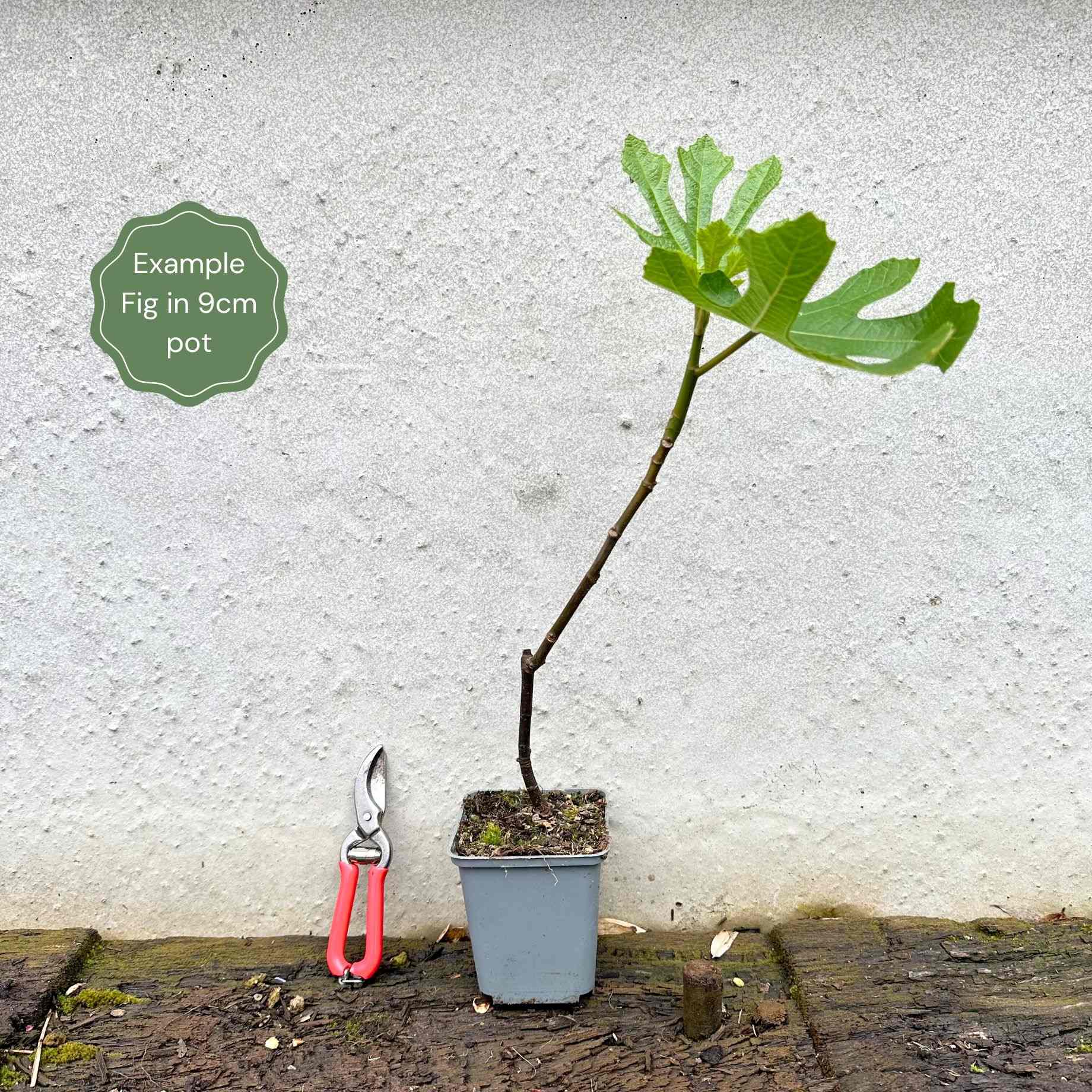 'Ice Crystal' Fig Tree - Image 7