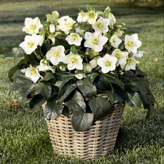 'White' Snow Rose | 'Ice N' Roses®' Series | Hellebore Gold Collection® - Image 4