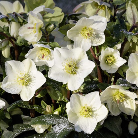'White' Snow Rose | 'Ice N' Roses®' Series | Hellebore Gold Collection® - Image 5