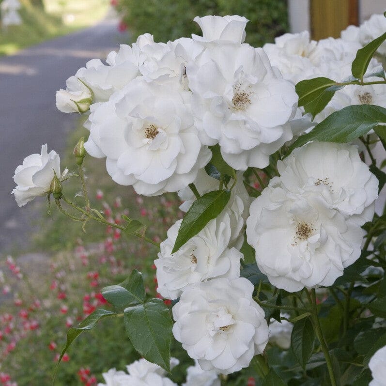 'Iceberg' Bush Rose