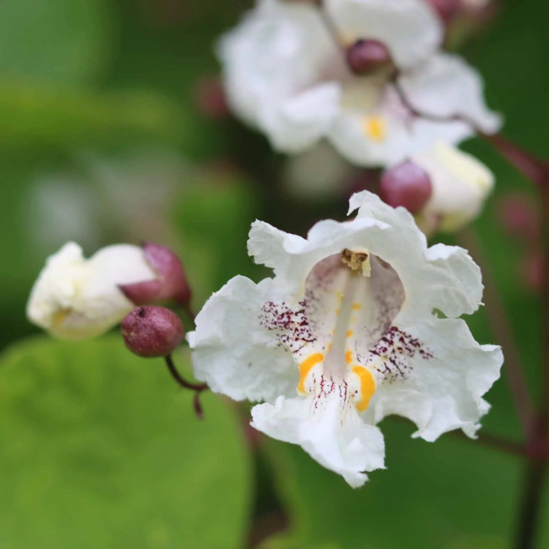 Indian Bean Tree | Catalpa bignonioides 'Aurea' - Image 4