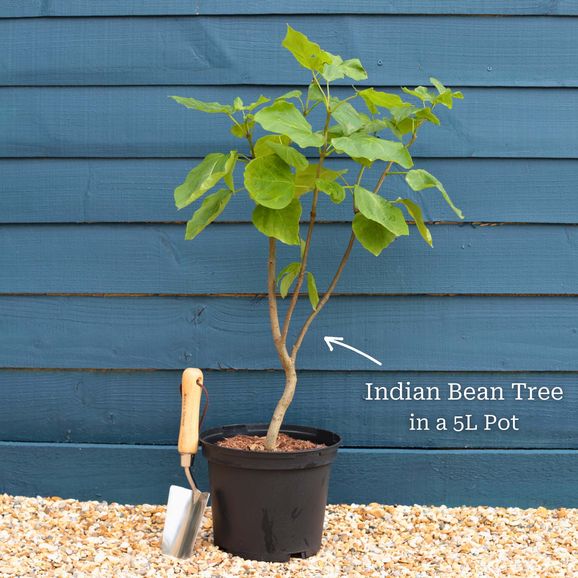 Indian Bean Tree | Catalpa bignonioides 'Aurea' - Image 8