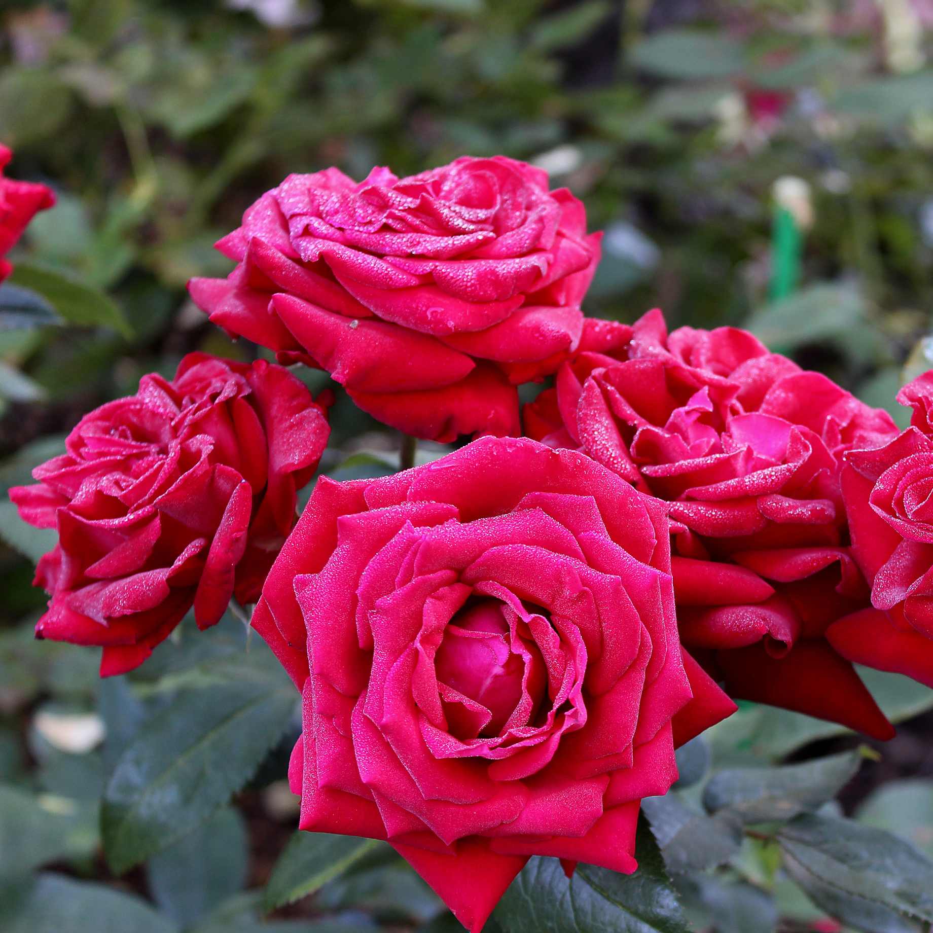 'Ingrid Bergman™' Hybrid Tea Rose | Bouquet Rose - Image 3