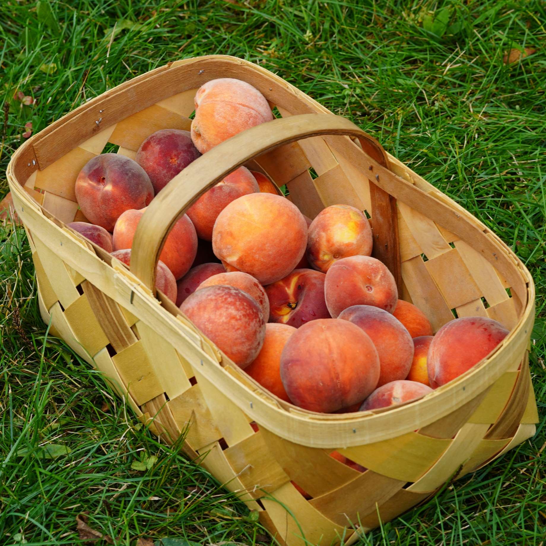 'Inka' Peach Tree - Image 3