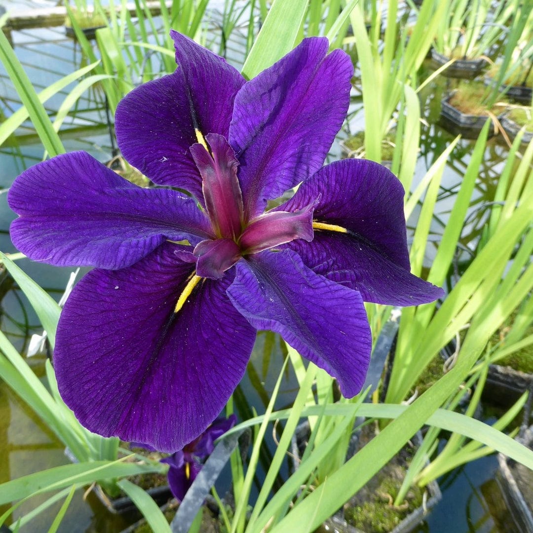 Iris louisiana 'Black Gamecock' - Image 2
