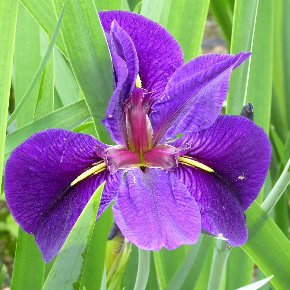 Iris louisiana 'Black Gamecock' - Image 3
