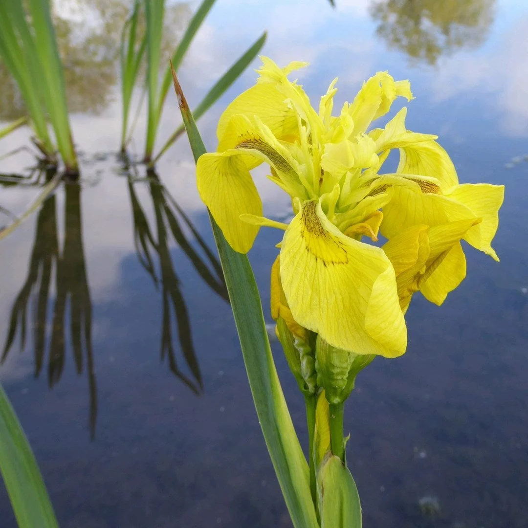 Yellow Flag Iris | Iris pseudacorus
