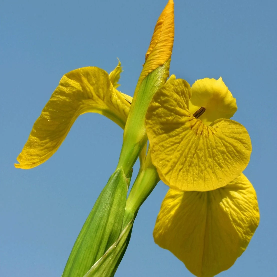 Yellow Flag Iris | Iris pseudacorus - Image 2