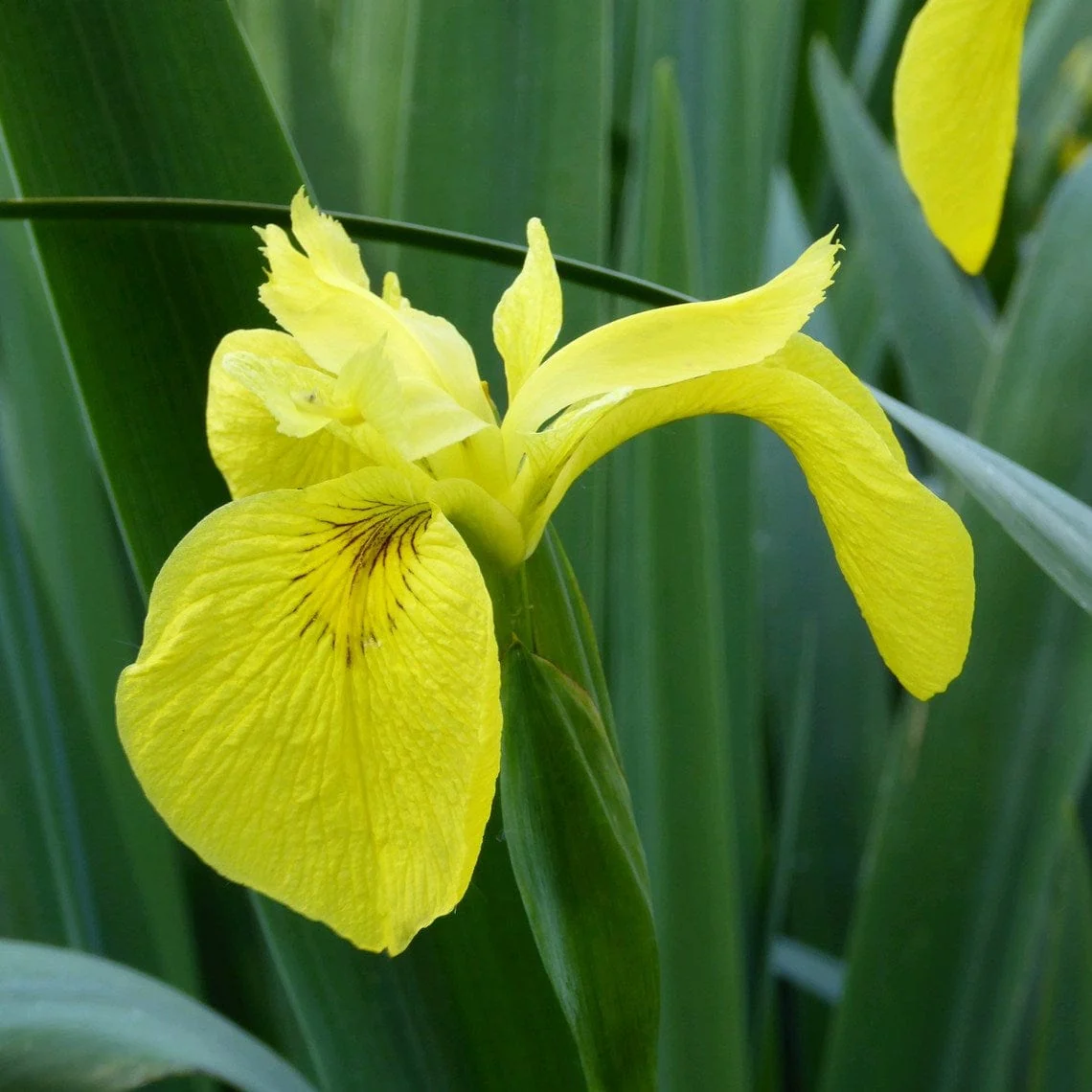 Yellow Flag Iris | Iris pseudacorus - Image 4