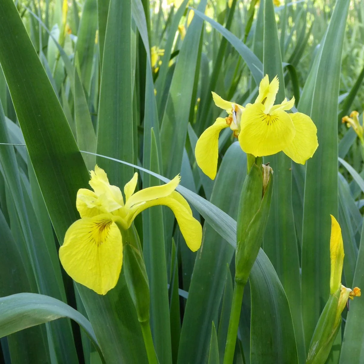 Yellow Flag Iris | Iris pseudacorus - Image 5