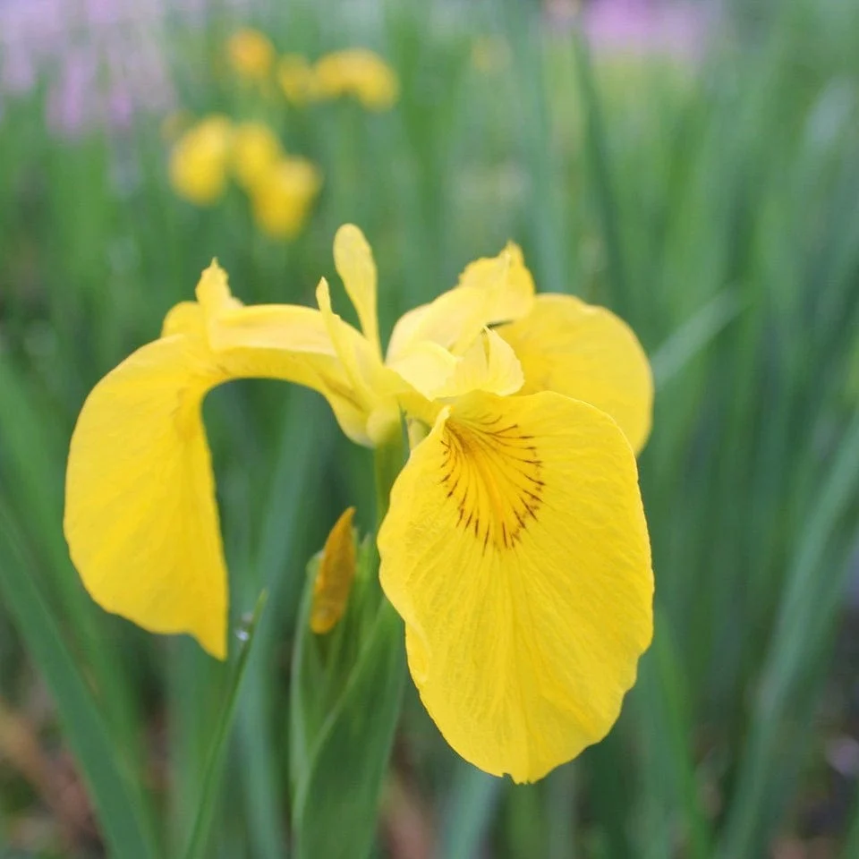 Yellow Flag Iris | Iris pseudacorus - Image 6