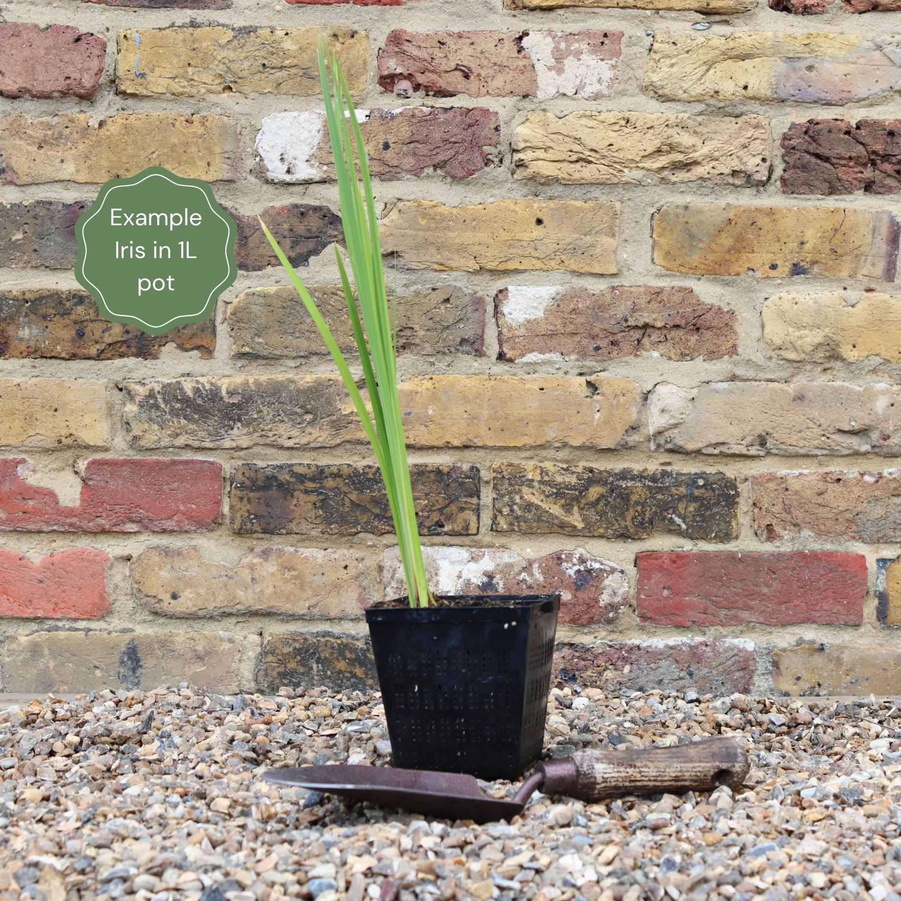 Yellow Flag Iris | Iris pseudacorus - Image 7