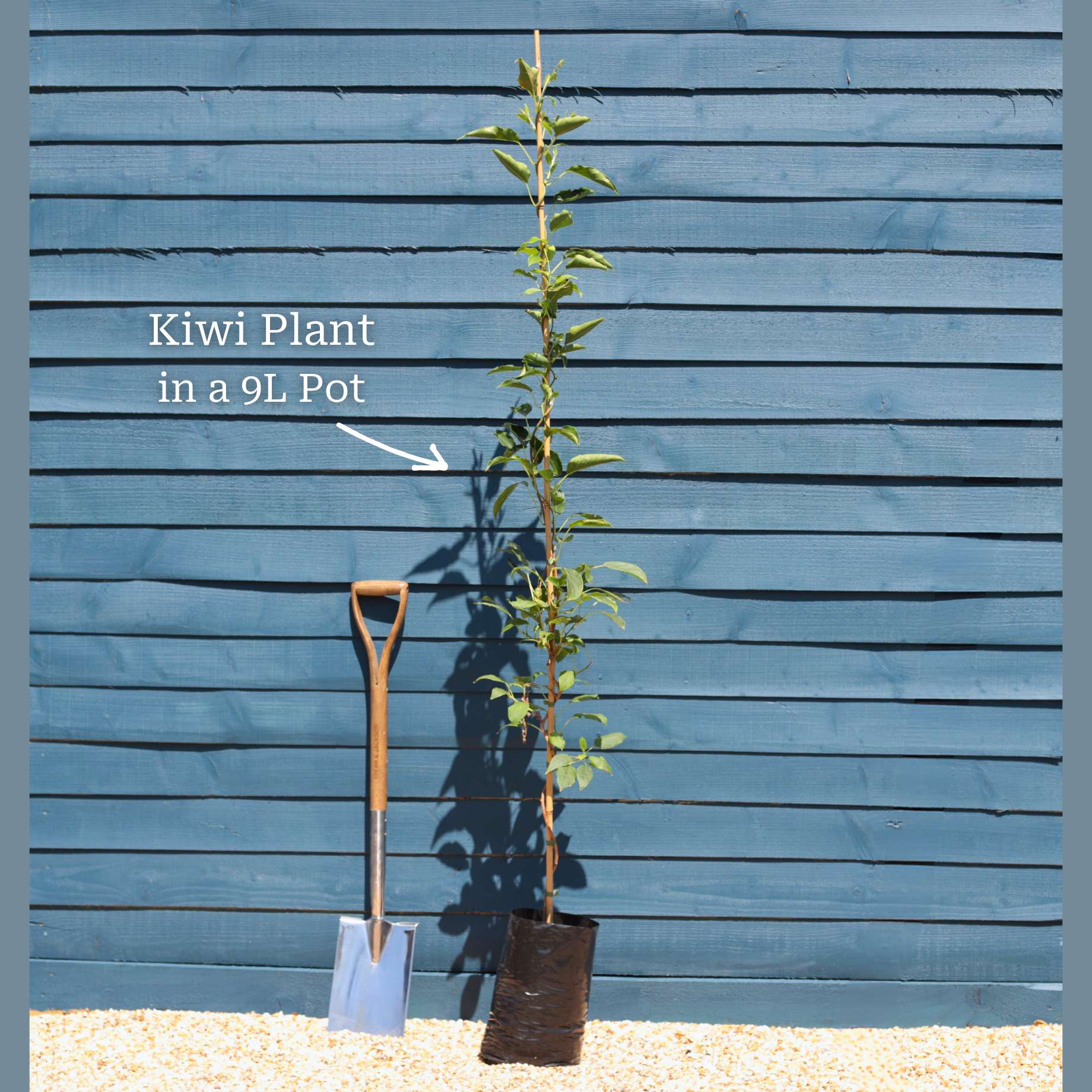 'Jenny' Hardy Kiwi Plant - Image 5