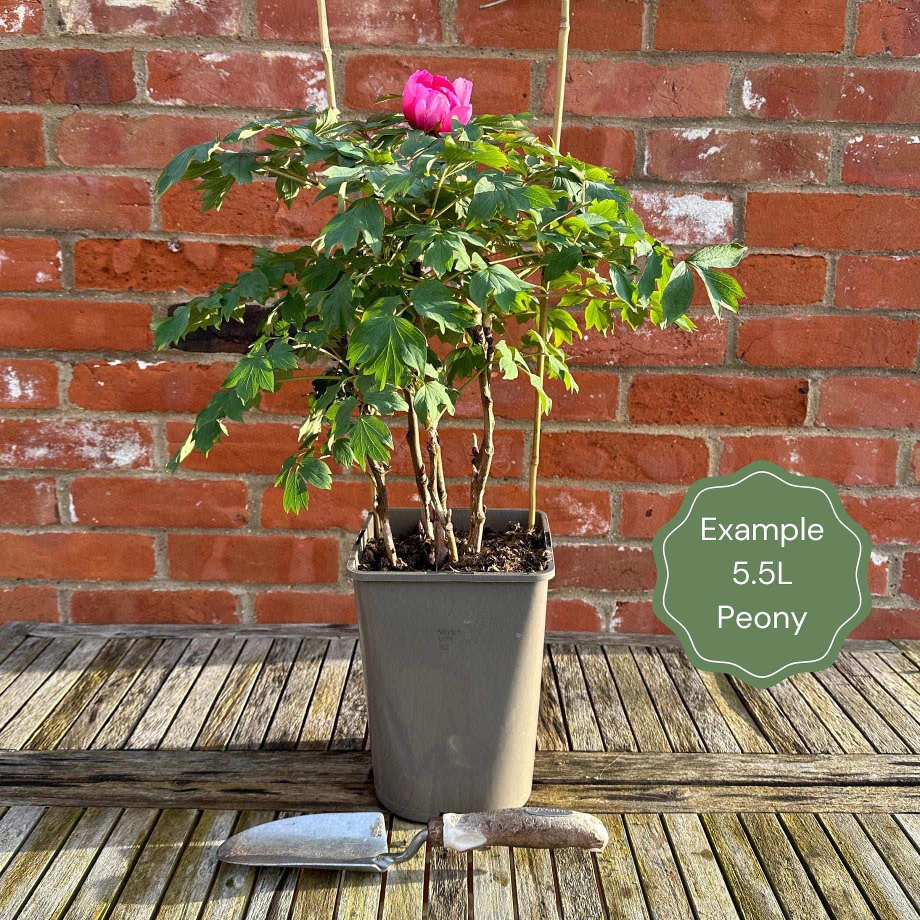 Itoh Peony 'Bartzella' - Image 3